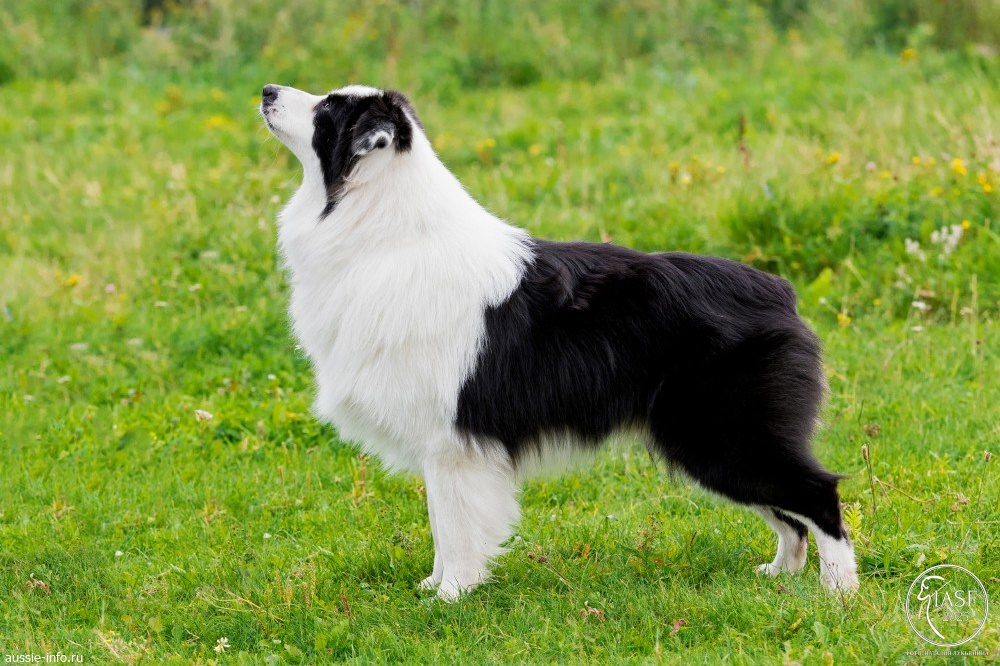 К-помёт. BLGKV питомник собак