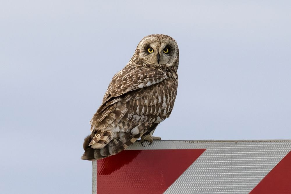 35 Awards «Дикие животные и птицы в городе». Photomantis