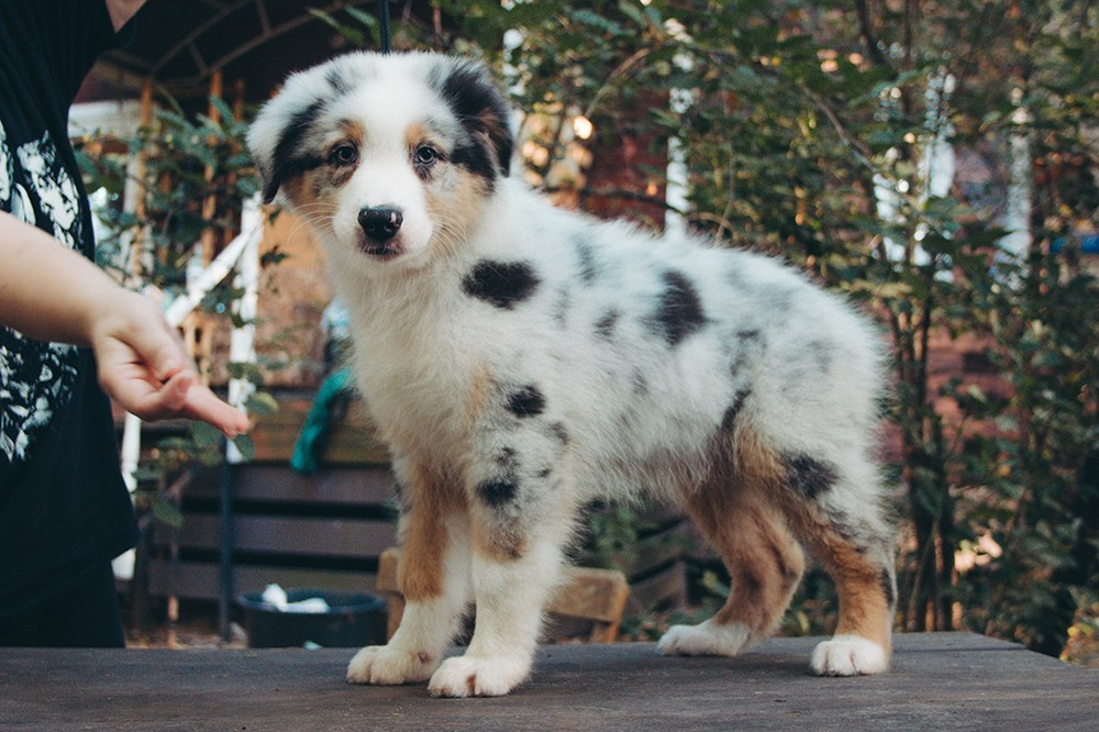 К-помёт. BLGKV питомник собак