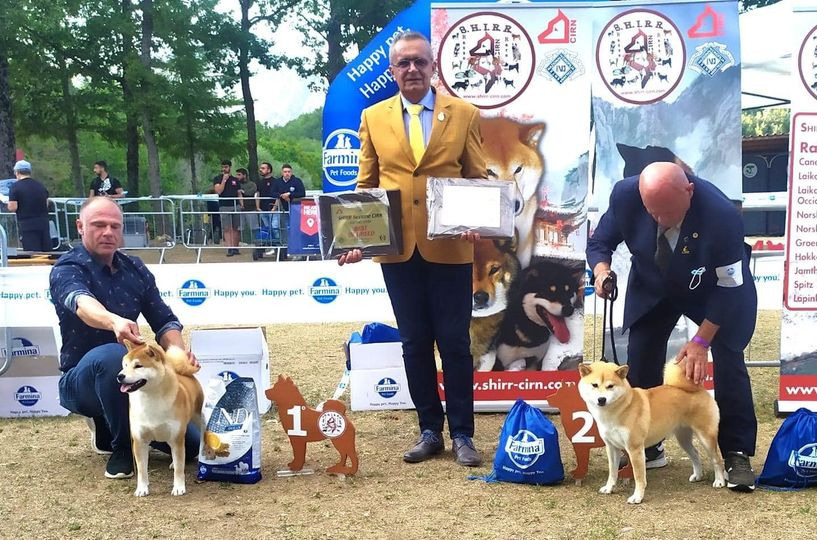 2021. SHIOMARU Питомник сиба и акита-ину