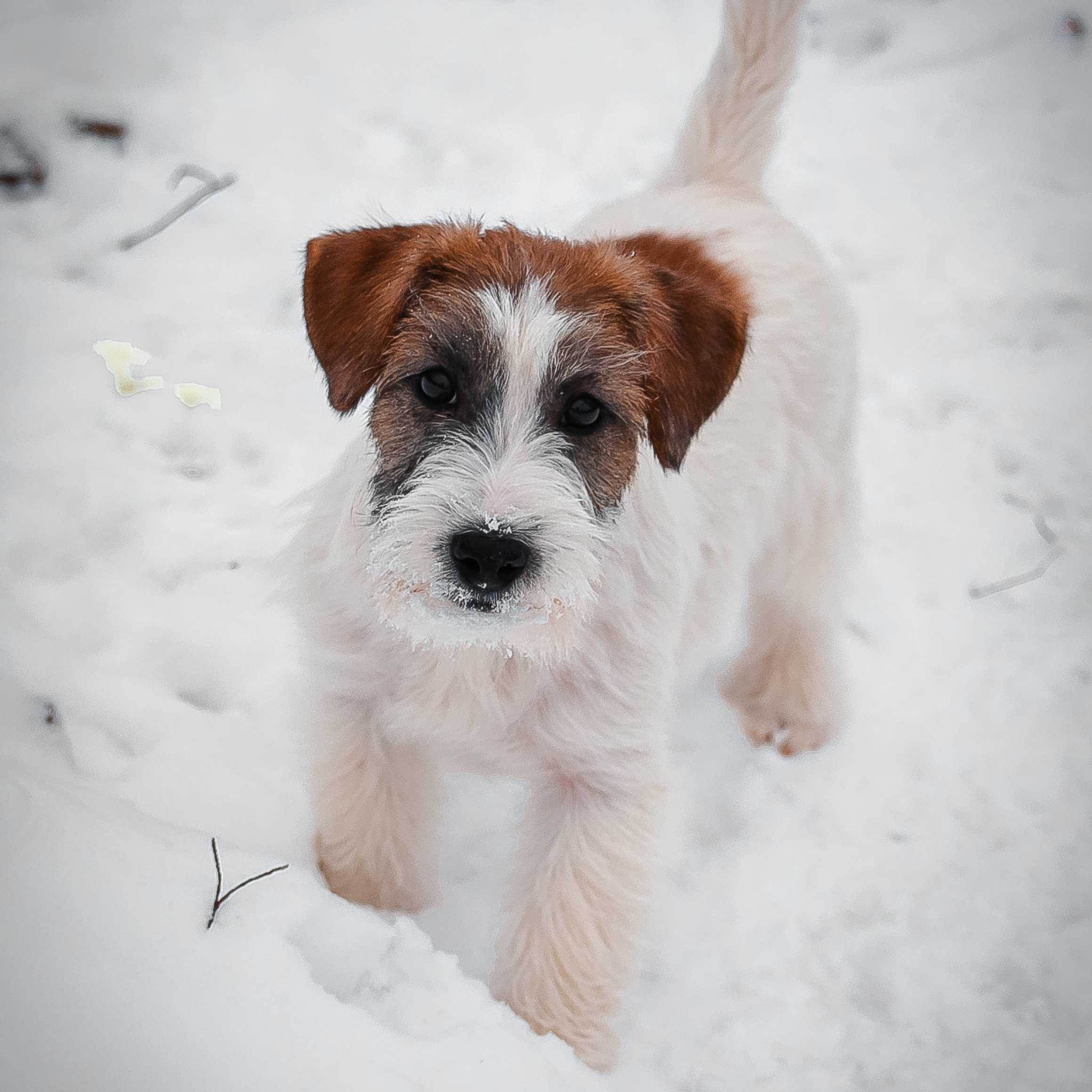 LITTER «Х» 03/08/2024. CANE MAESTRO — kennel Jack Russell Terrier