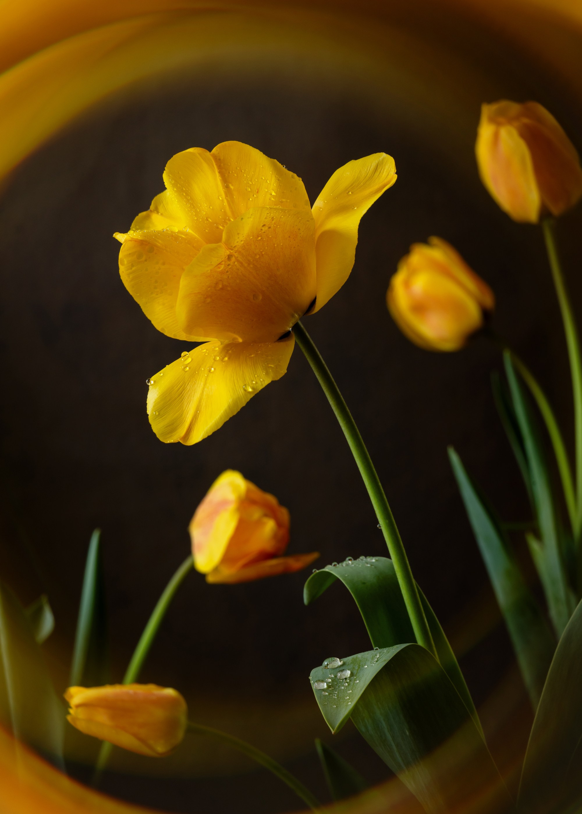 Botanical Still Lifes. Author’s fine art prints with international delivery
