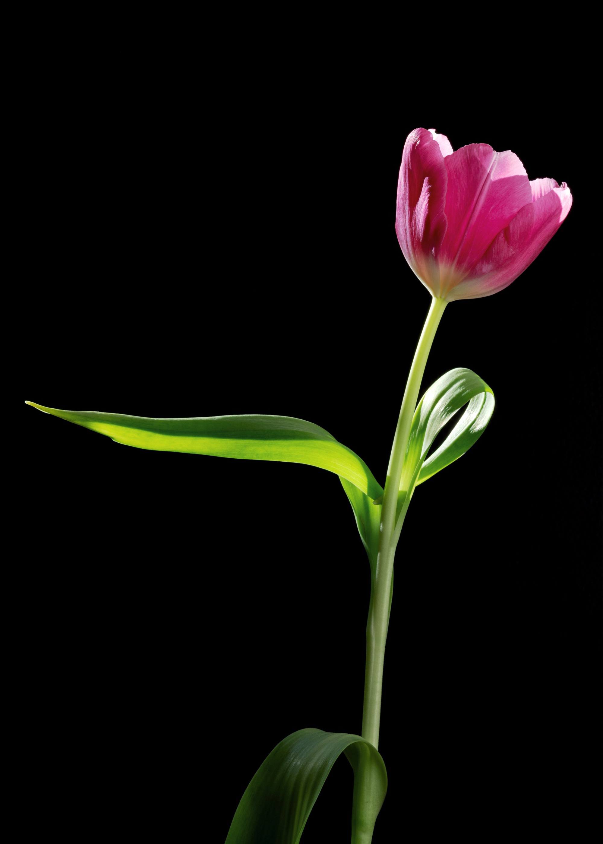 Floral Portraits. Author’s fine art prints with international delivery