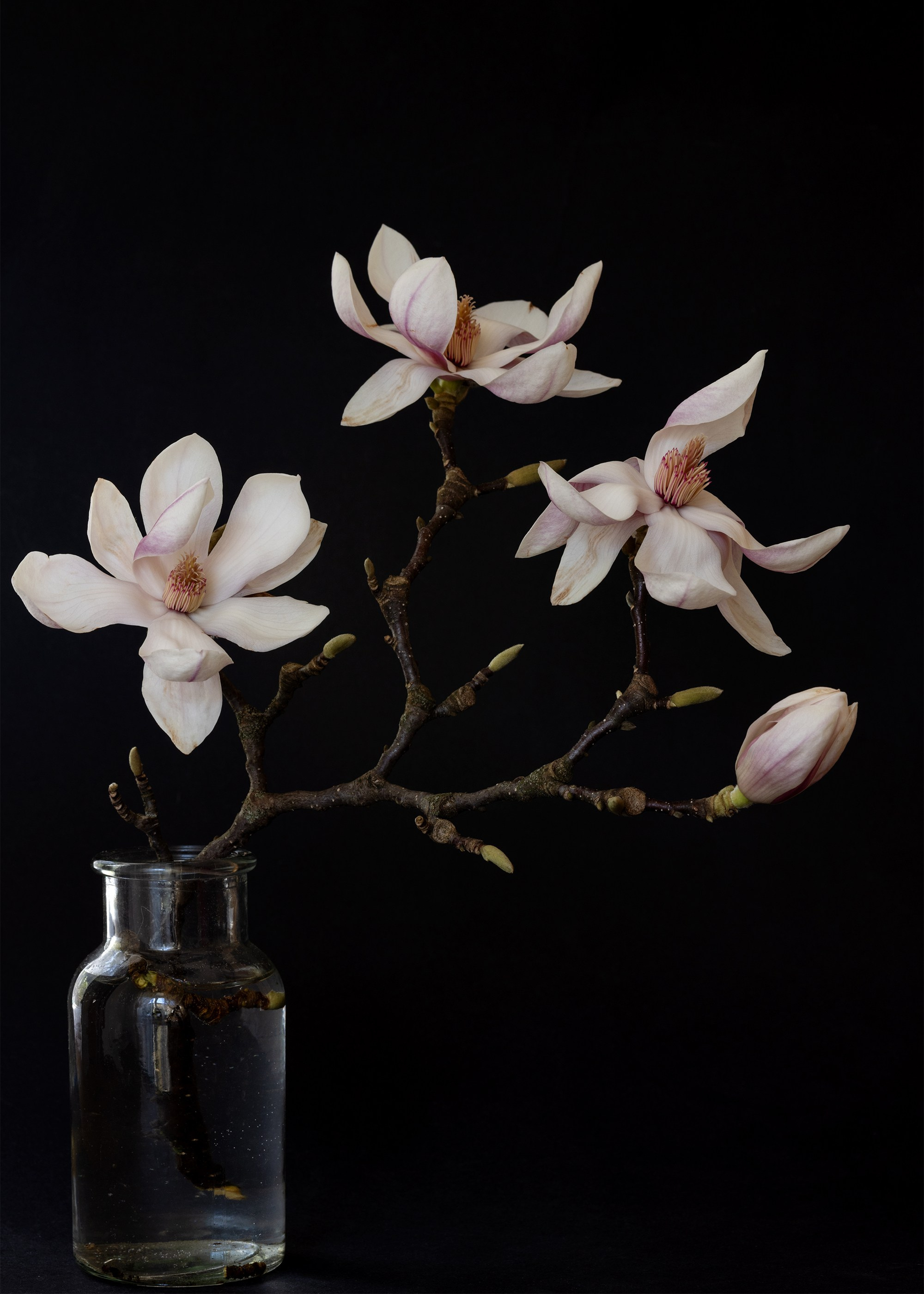Floral Portraits. Author’s fine art prints with international delivery