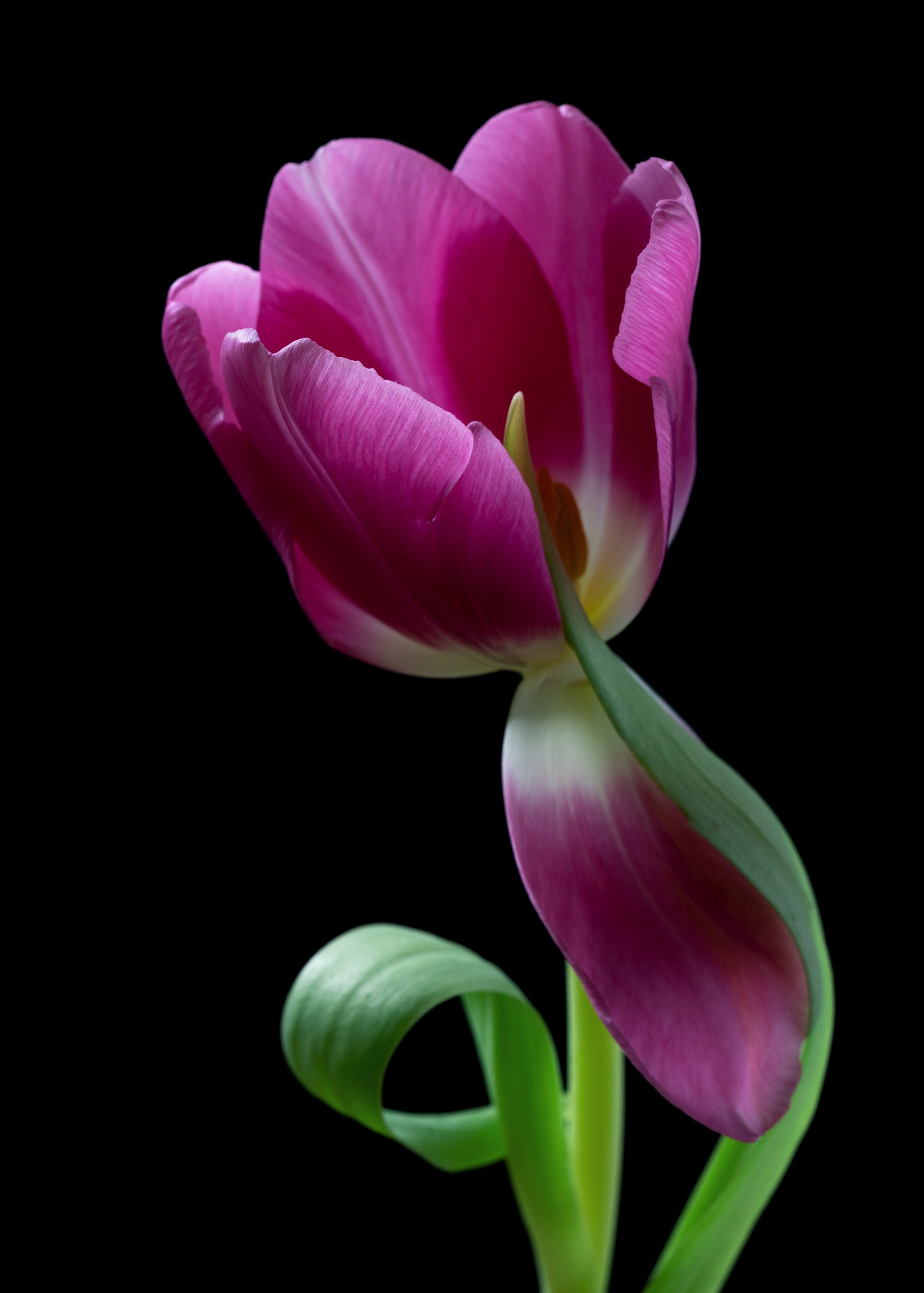 Floral Portraits. Author’s fine art prints with international delivery