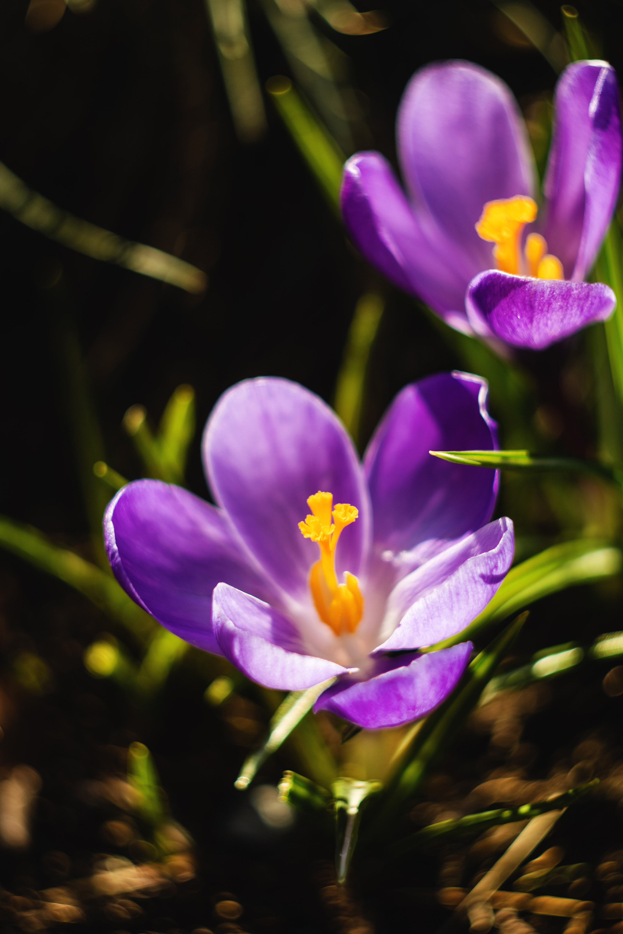 фотограф Севастополь, фотограф в Севастополе, цветущий Севастополь, цветения Крыма, цветущий Крым, фотосессия в цветущем Крыму, фотосессия Севастополь