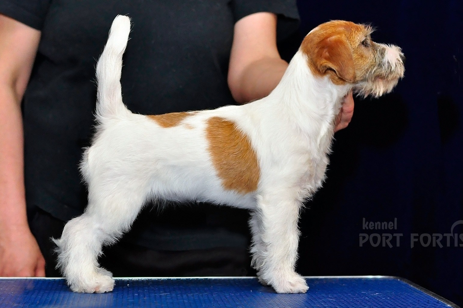 Port Fortis Xtreme Beauty