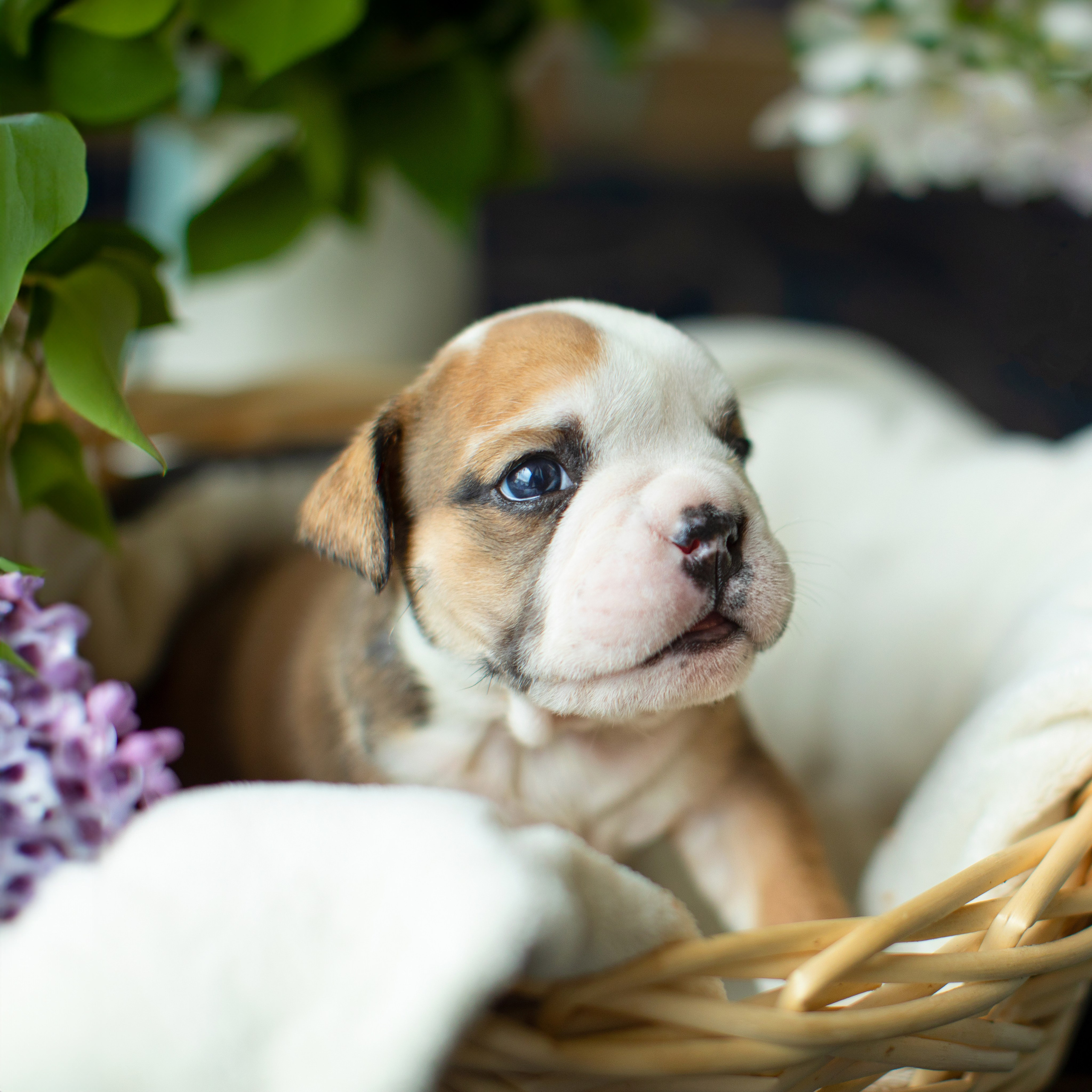 Портретная и семейная съемка. Фотограф анималист