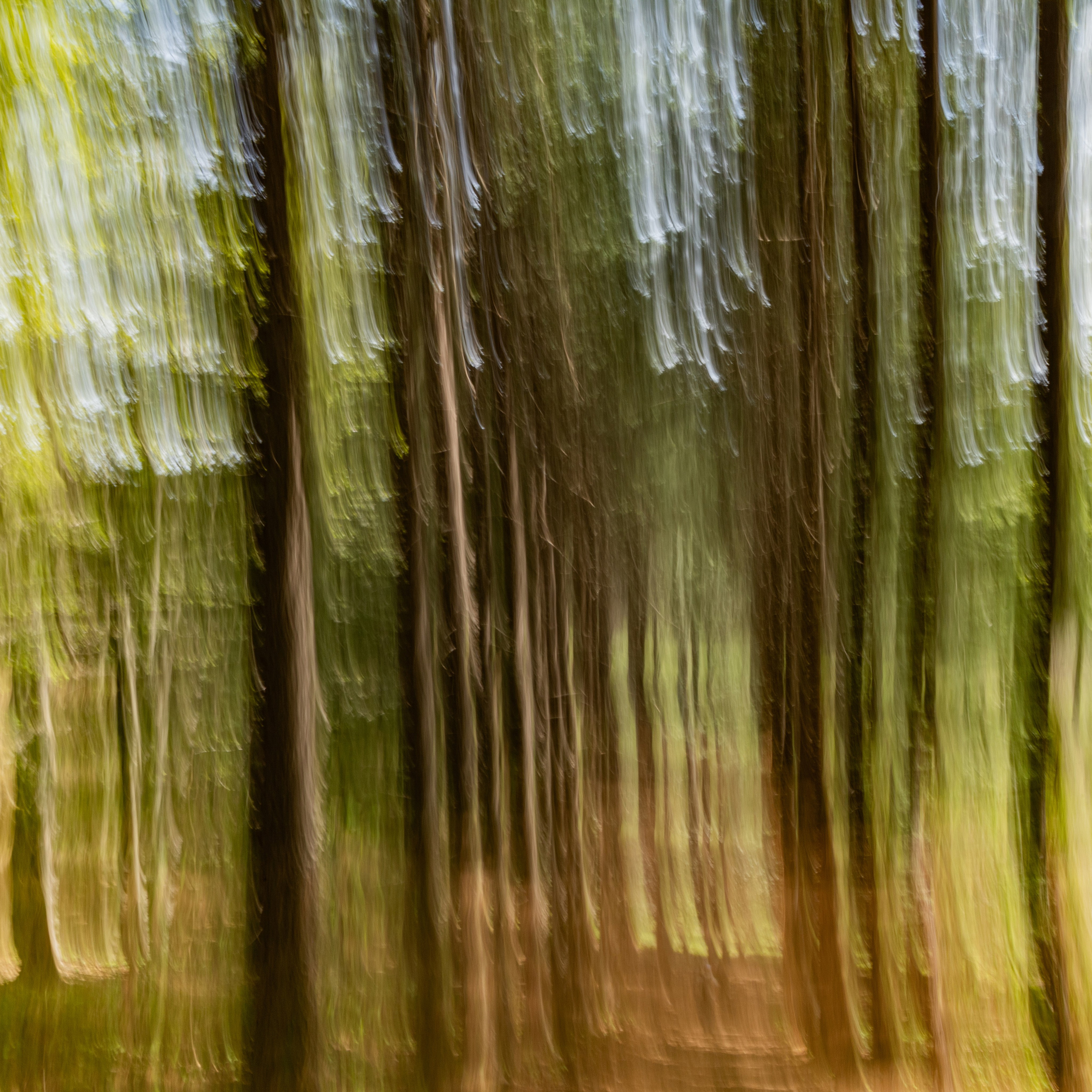 Абстрактная картина в интерьер. Лесной пейзаж. Арт-фотограф. Фотосъемка, авторские принты для интерьера