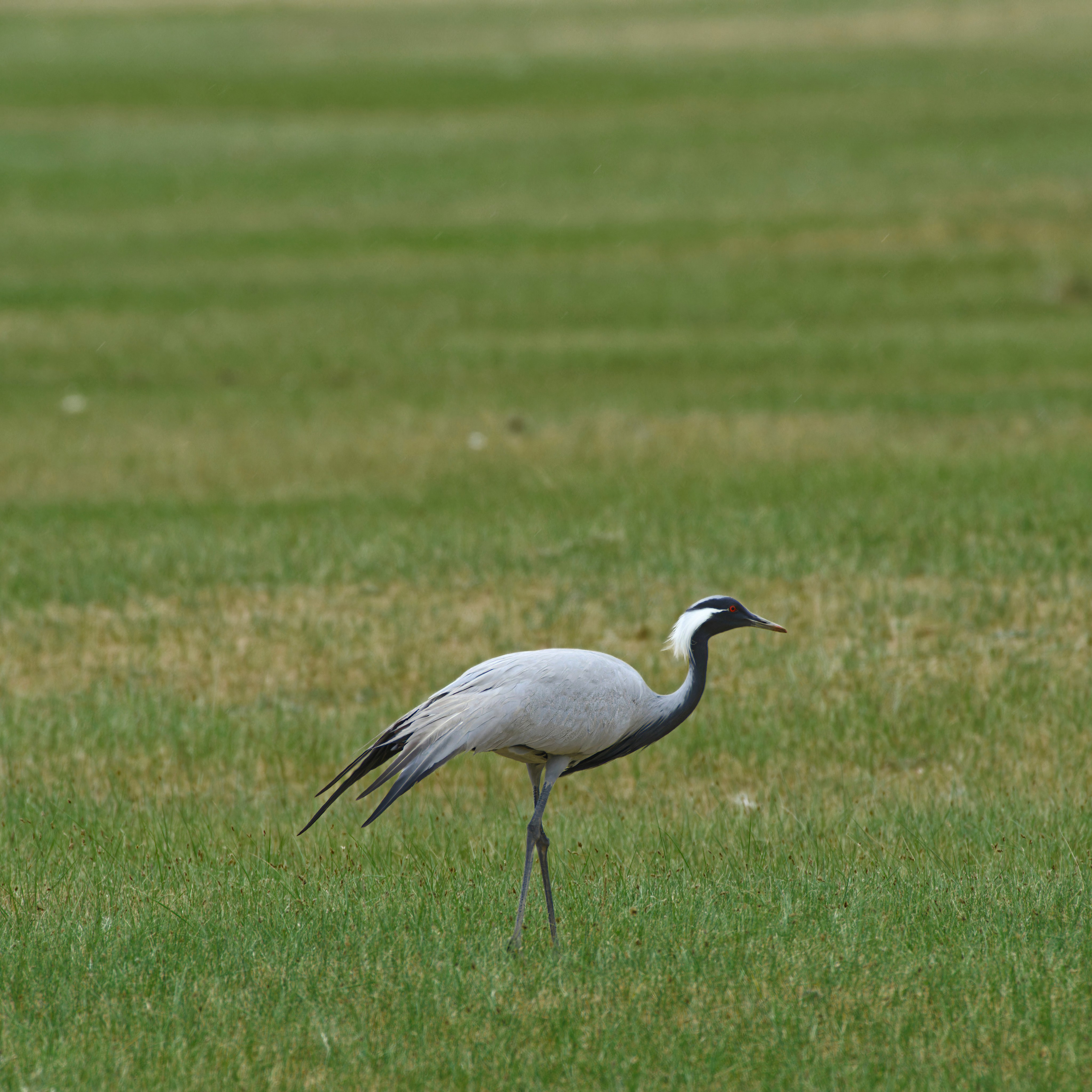 Экспедиция в Монголию (котловина больших озер). Семоха Валерий. Фотограф