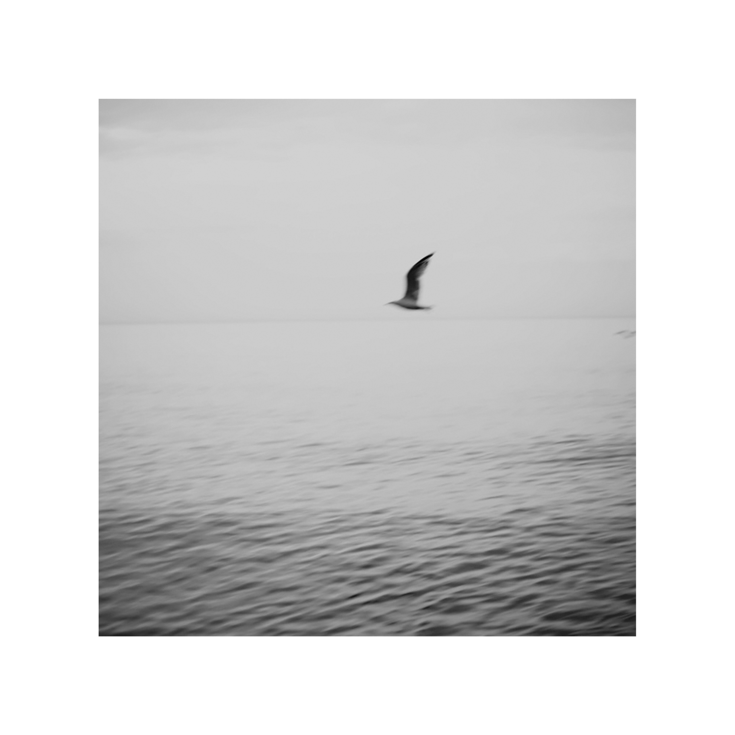 Чёрно-белая фотография, волны, вода, Байкал, озеро, минималистичный пейзаж, чайка летит над водой, птица, купить интерьерную фотографию, купить фотокартину купить авторскую фотографию в интерьер