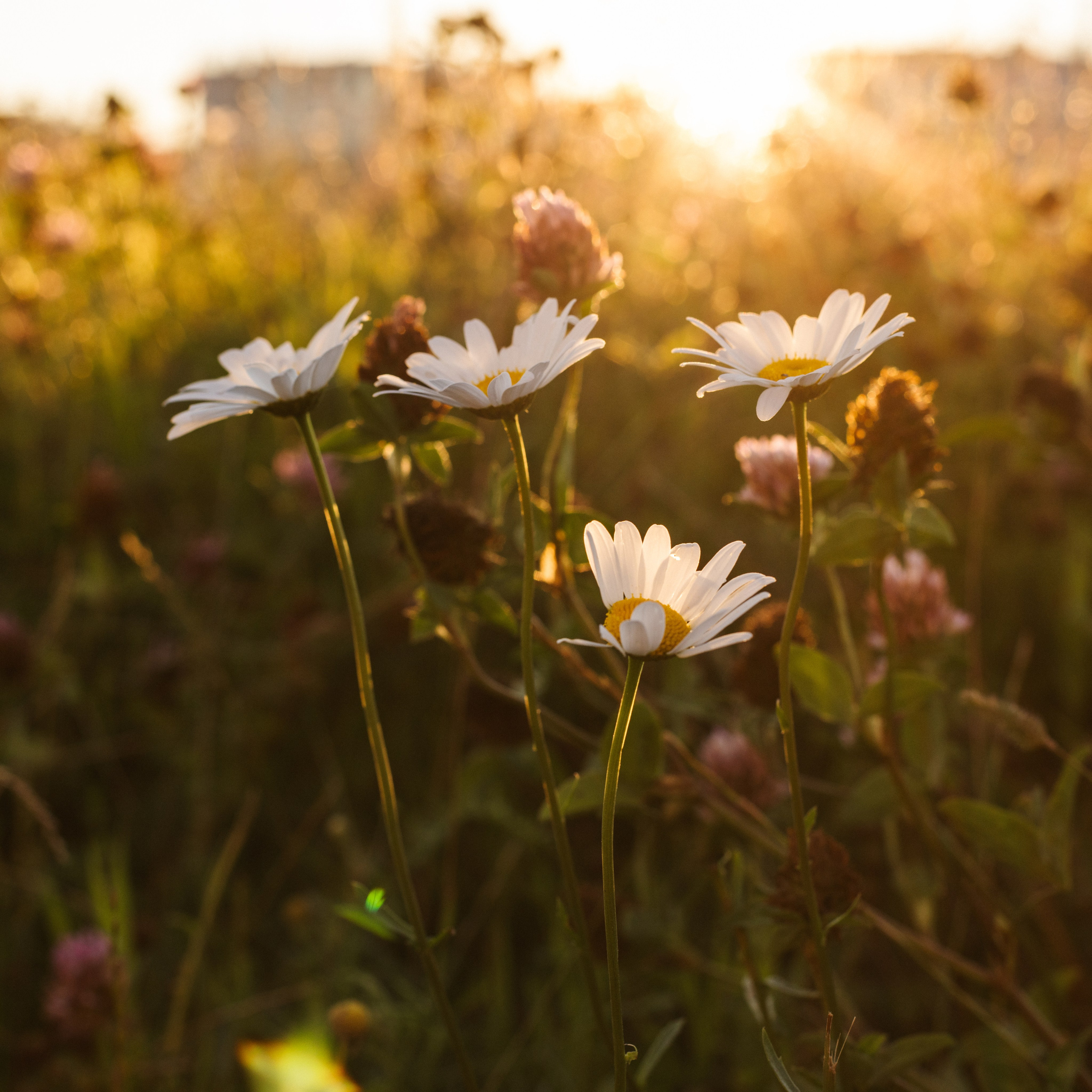 СТОИМОСТЬ УСЛУГ. Фотограф  Санкт-Петербург / Сертолово