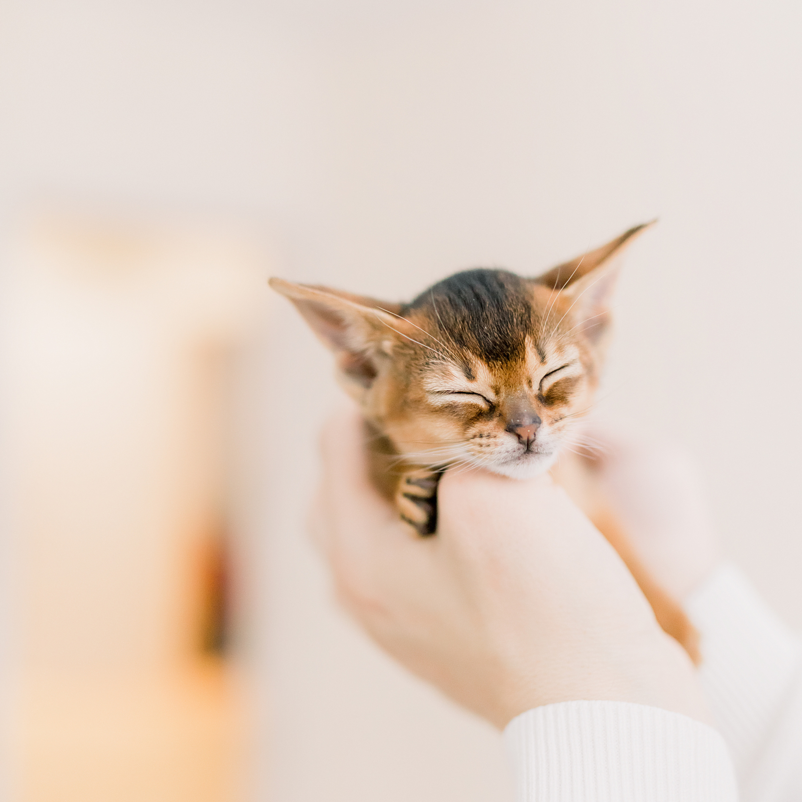 Про 4 лапы, детское счастье и кошачий ньюборн). Лена Крутова. Фотограф в Москве