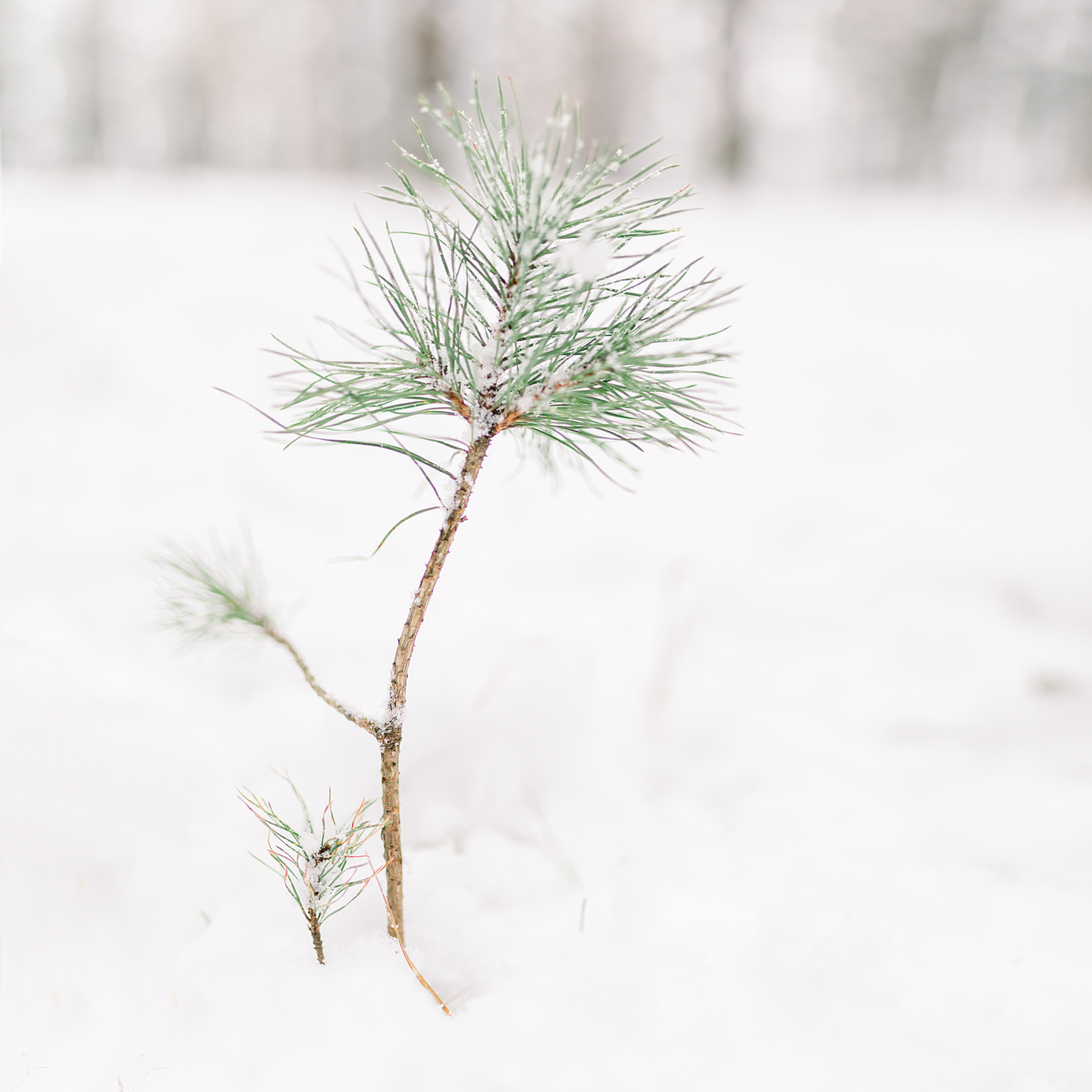 Зимняя семейная фотосессия. Лена Крутова. Фотограф в Москве