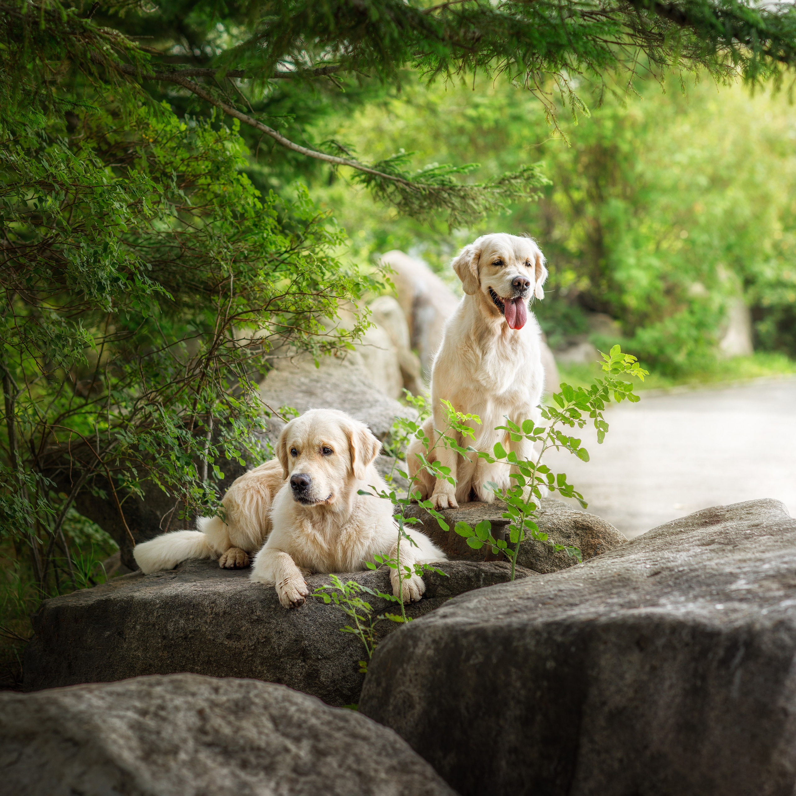 Пакеты услуг и цены. Фотограф для Вашей собаки
