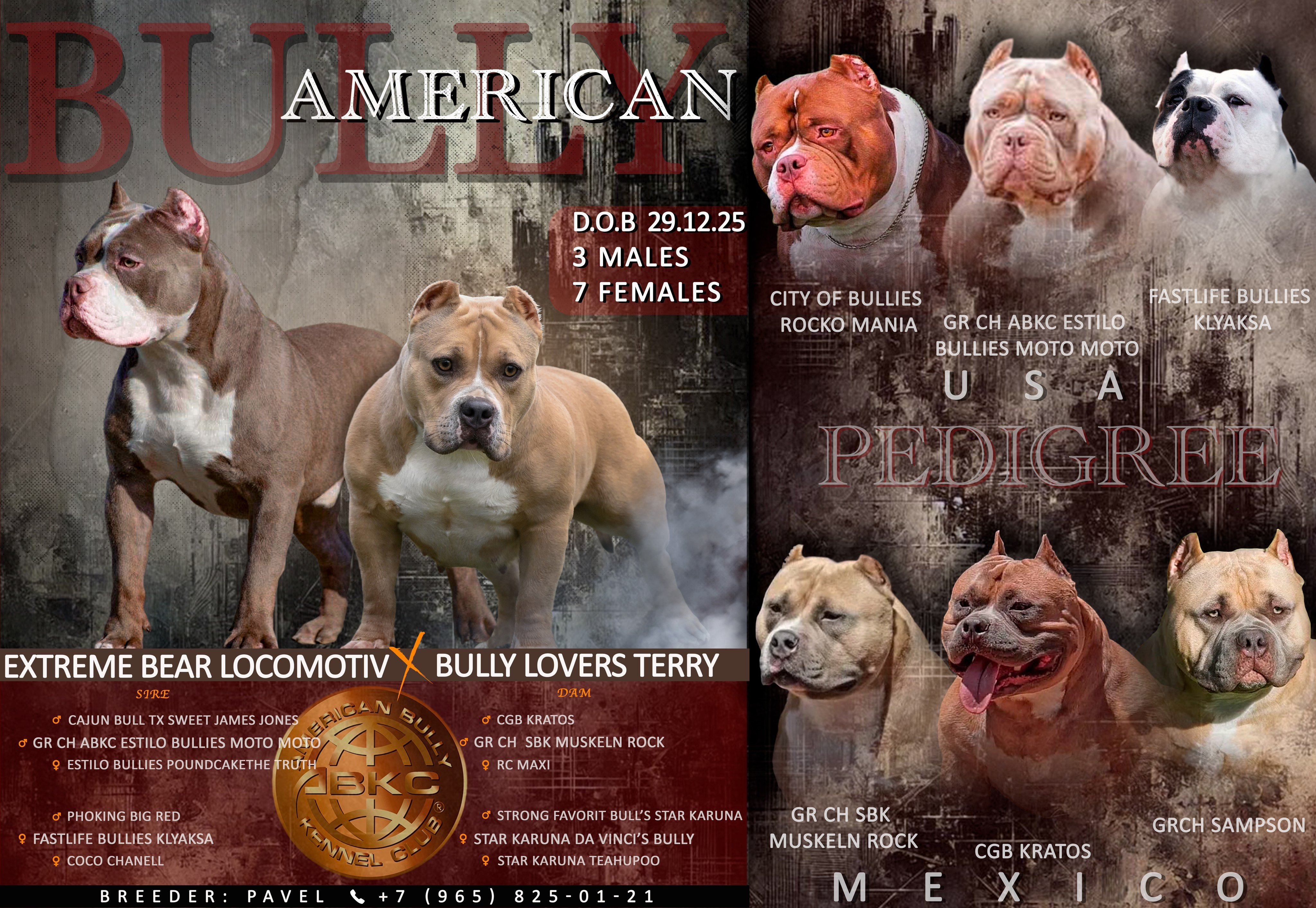 Помет Терри и Локо. Американский Булли в г. Ростов-на-Дону. Питомник THE POWER OF SIBERIA