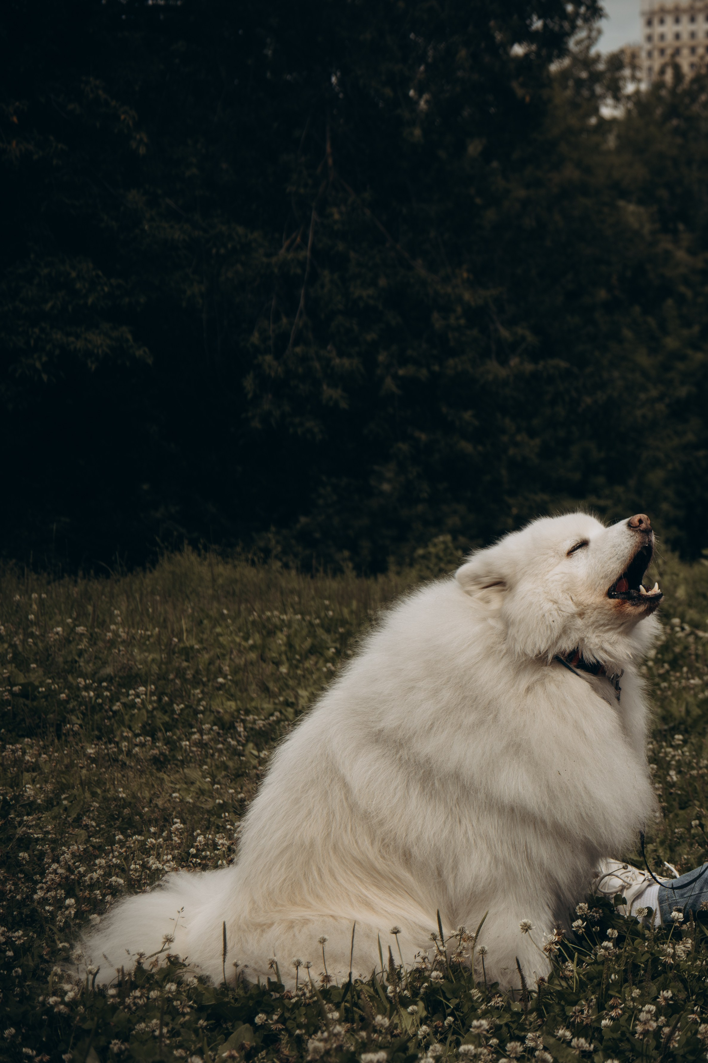 Как подготовить собаку к фотосессии. Фотограф-анималист в Москве Екатерина Тихонова