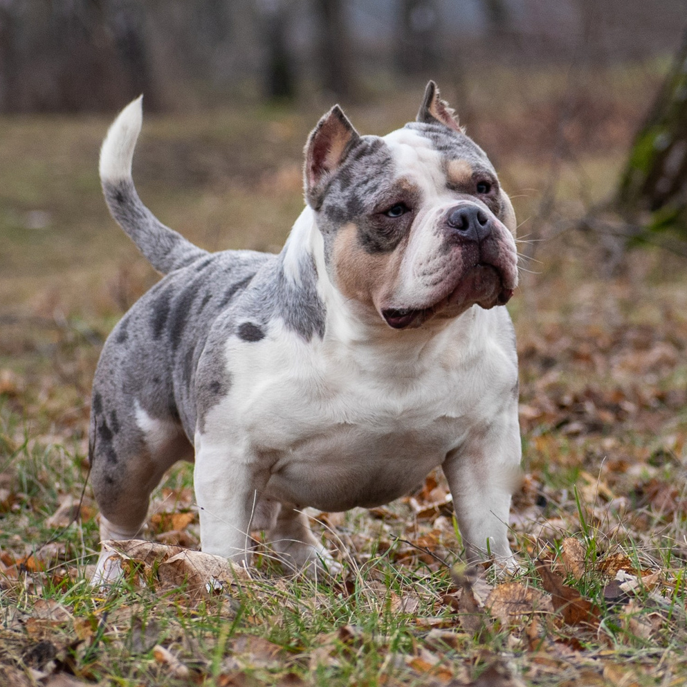 THE POWER OF SIBERIA ASYA. Американский Булли в г. Ростов-на-Дону. Питомник THE POWER OF SIBERIA