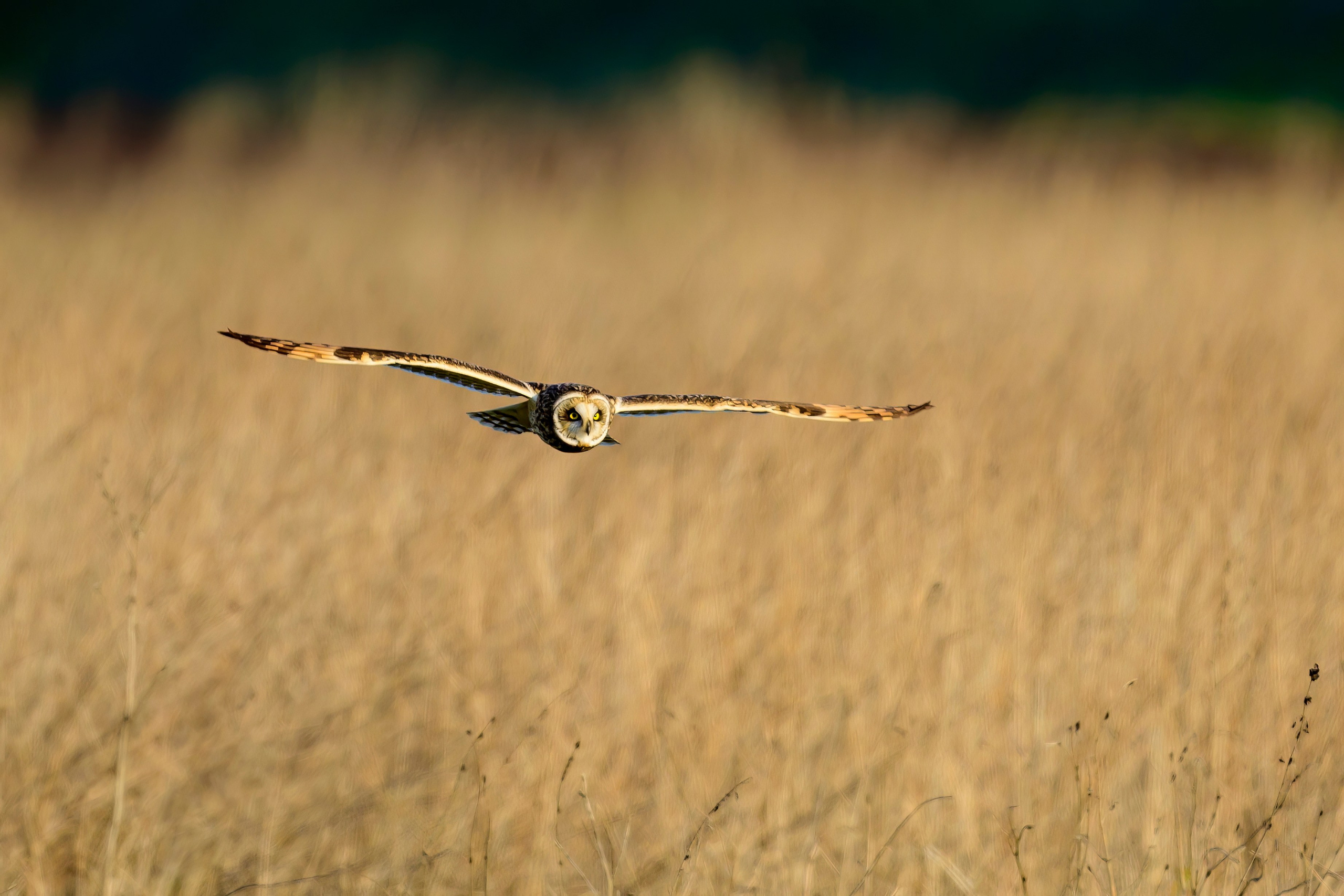 Болотная сова | Short eared owl. Фотограф Сергей Пупонин