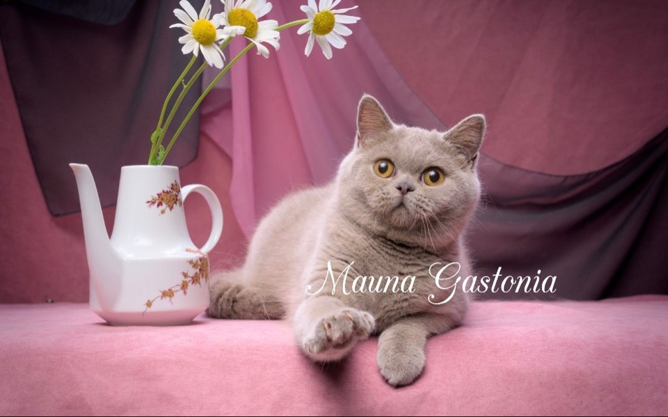 Свободные котята\Available kittens. Mauna Gastonia