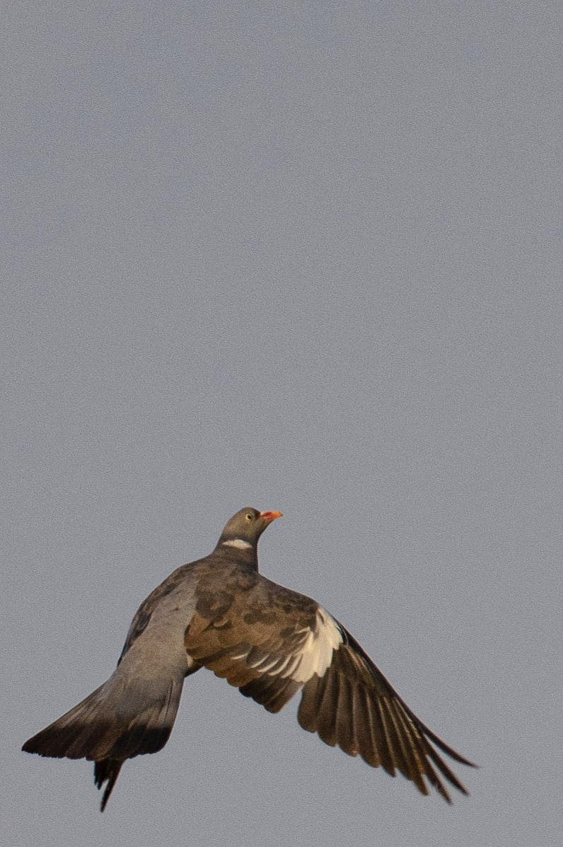 Фотоохота. Фотографии Лены Соколовой