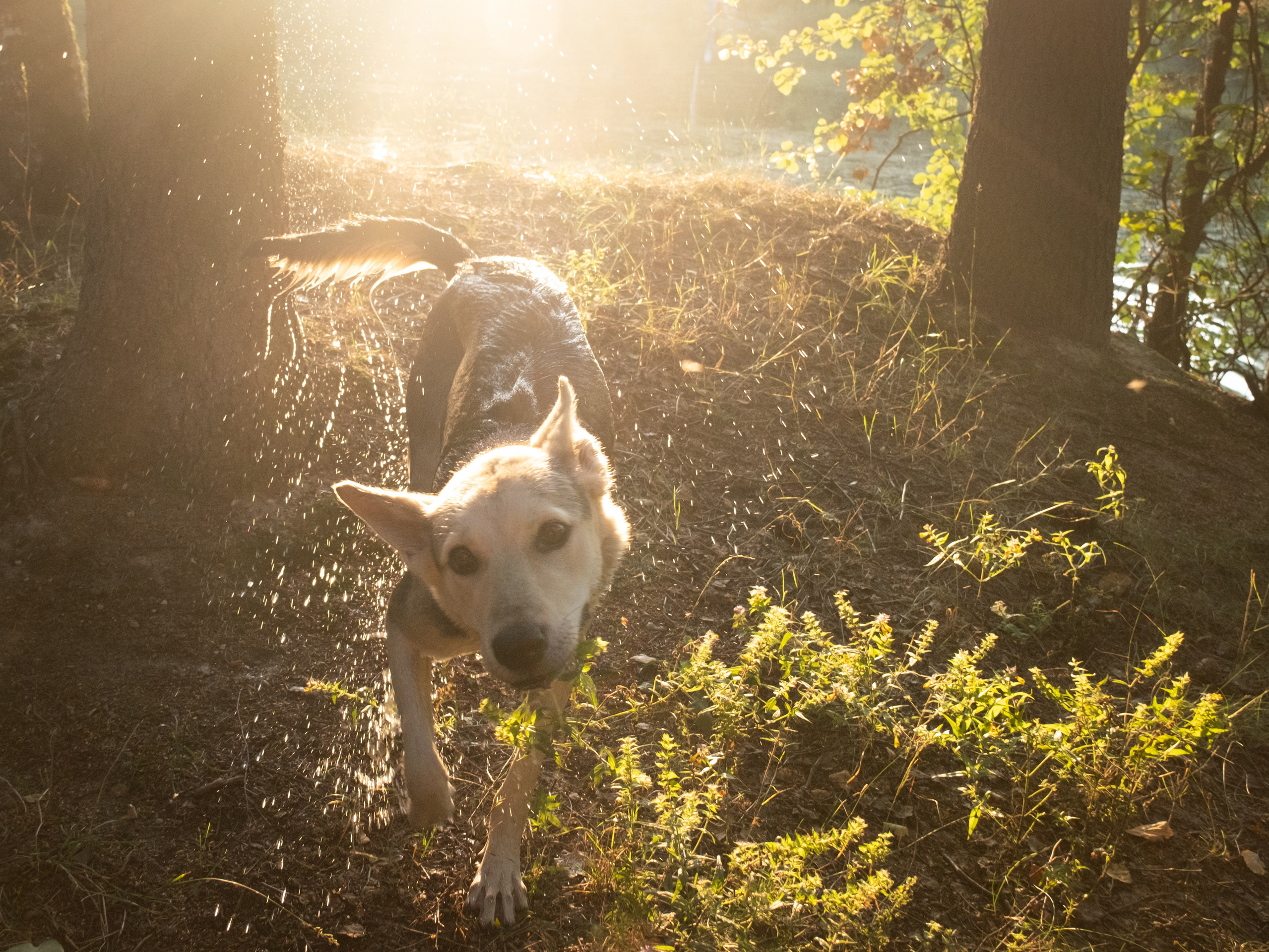 Контакты. Зоофотограф, фотограф животных в Москве и области Дина Дамоцева