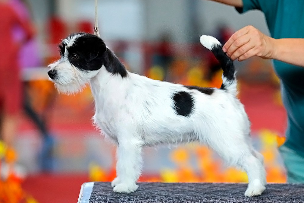 АРХИВ ПОМЕТОВ. Щенки джек рассел терьера, питомник РКФ, питомник джек рассел терьеров, питомник Порт Фортис, kennel PORT FORTIS
