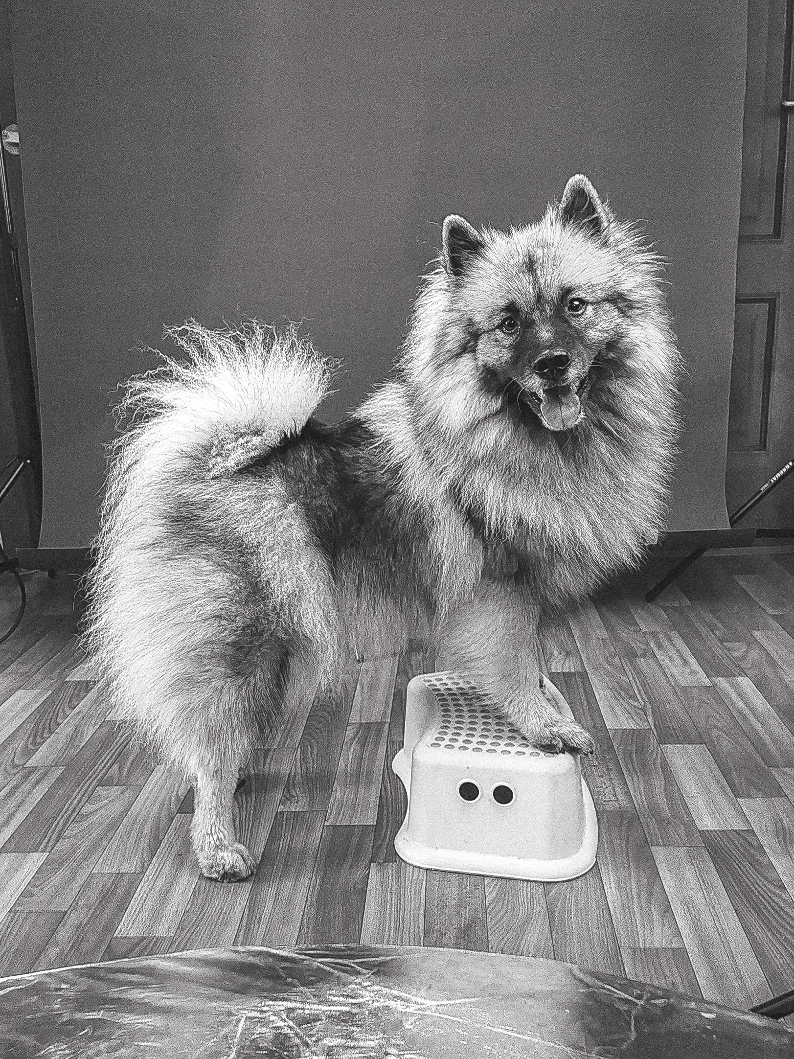 Фотосессия собаки в студии на фонах. Фотограф собак в Москве и Московской области Иванушкина Мария