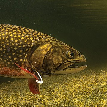 Рыбопосадочный материал. Москои — декоративные рыбы карпы кои на продажу Москва, Дмитров, Курск