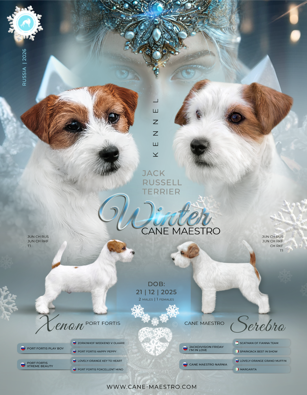 LITTER «Б» 21/12/2025. CANE MAESTRO — kennel Jack Russell Terrier