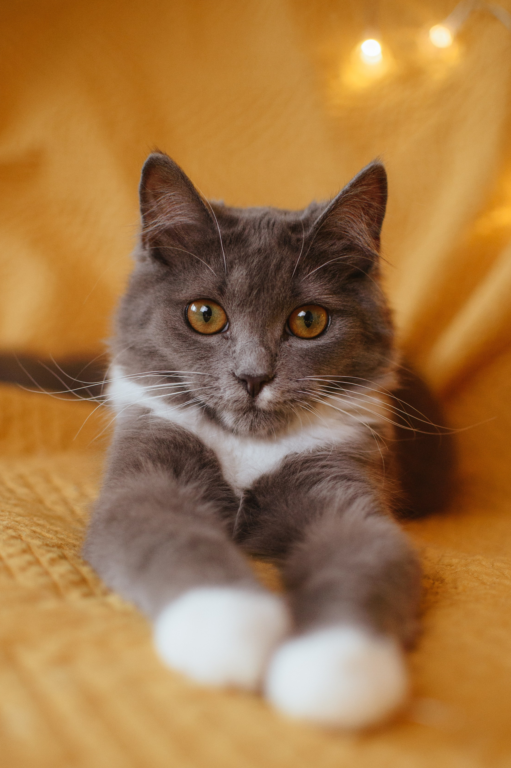 Животные на пристройство. Фотограф-анималист Валерия, Москва, Мытищи