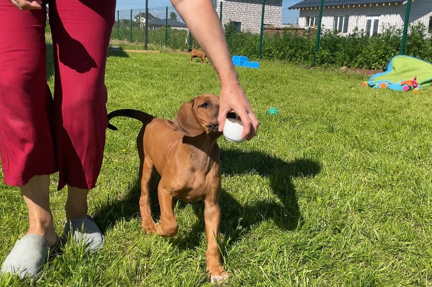 Рекомендации по выращиванию щенка. Родезийские Риджбеки в Санкт-Петербурге