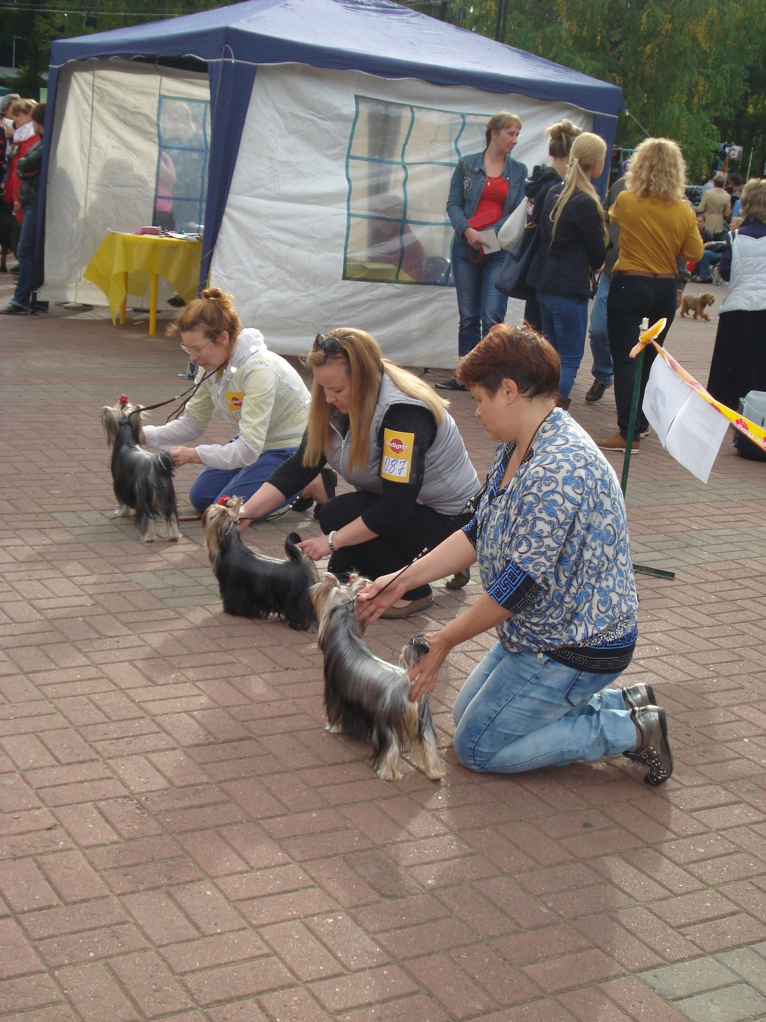 2015 г Результаты выставок. Питомник Йоркширских терьеров Дэнстайл в Санкт-Петербурге заводчик Тих