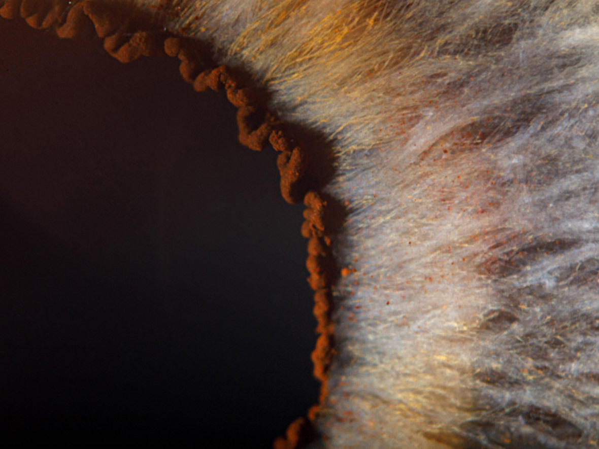 Как фотограф Маркус Хофштеттер снимает экстремальные макро-портреты гл. Фотограф — видеограф в Москве Дмитрий Менделеев