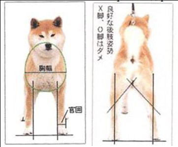 Standart. AMERICAN AKITA RUBYLIGHT KENNEL I SHIBA-INU