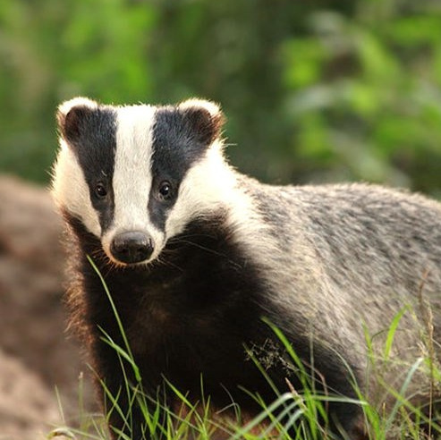 Более 50 видов животных и млекопитающих в зоопарке «Лесная Братва». Капибара, тапир, альпака, мохнатая корова, верблюд. Зоопарк уникальных животных Лесная братва