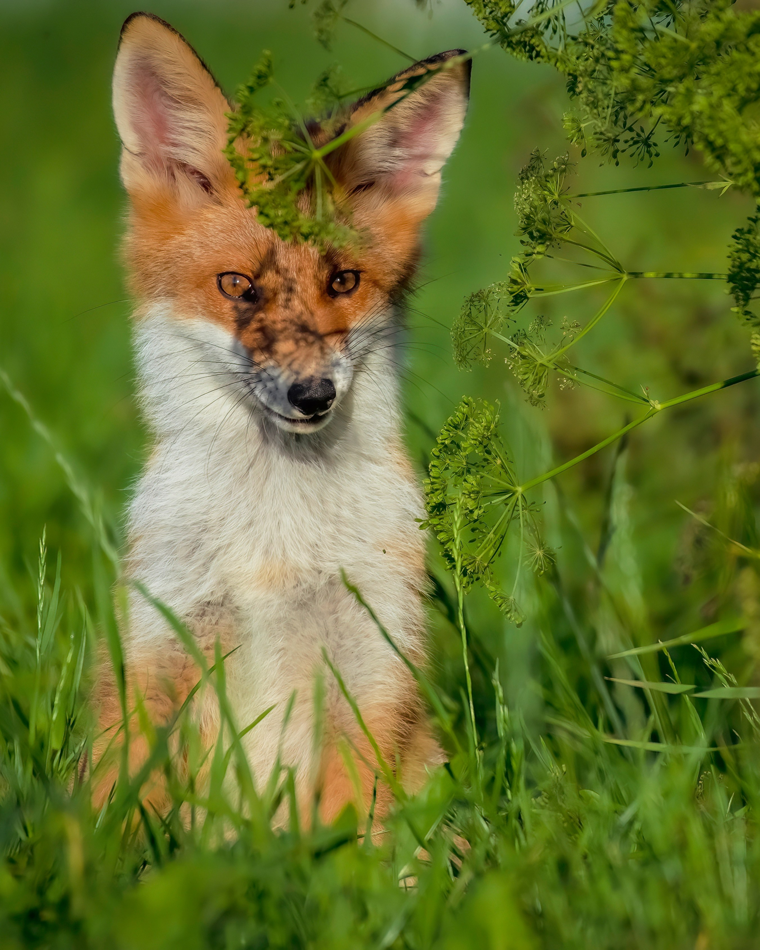 Фотоохота. Фотографии Лены Соколовой