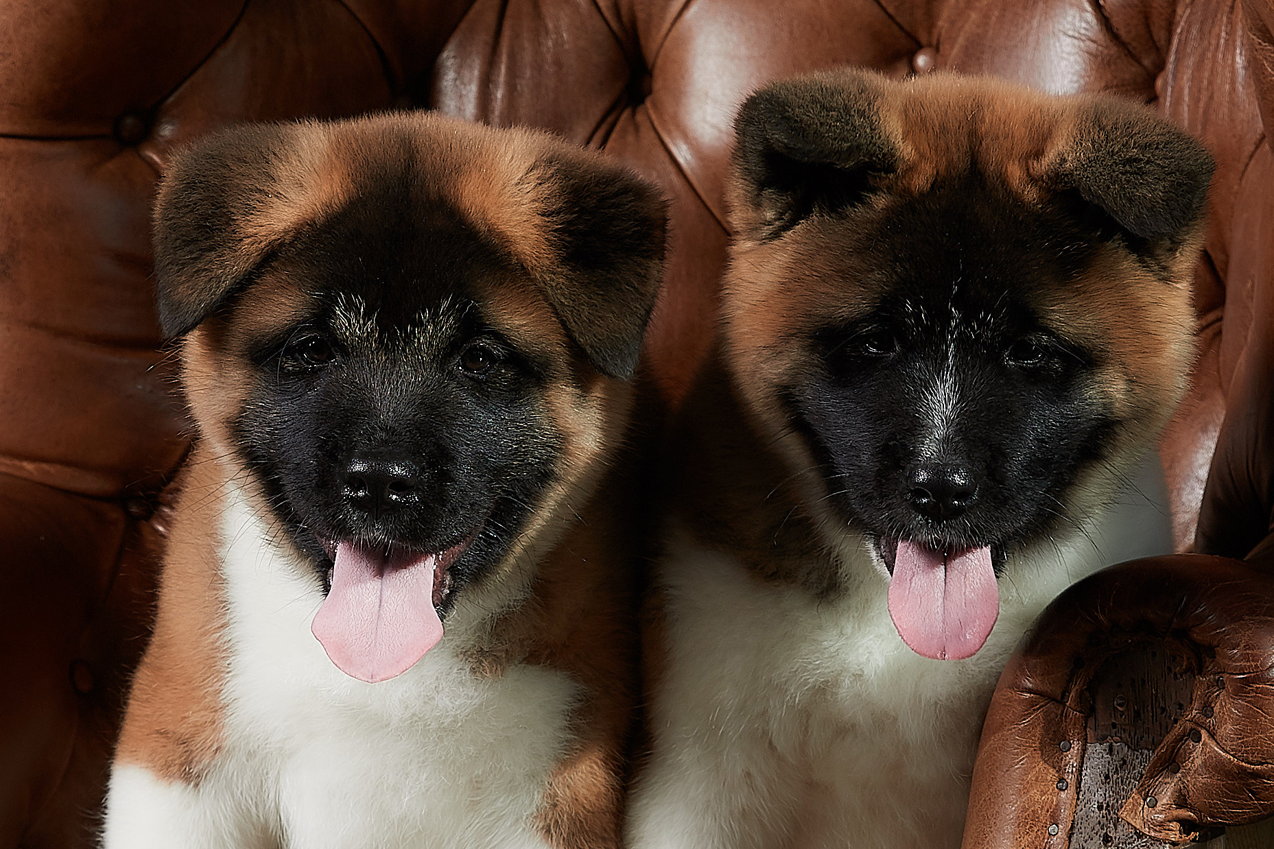 PHOTOSHOOT PUPPIES AMERICAN AKITA. LITTER "B". AMERICAN AKITA RUBYLIGHT KENNEL I SHIBA-INU