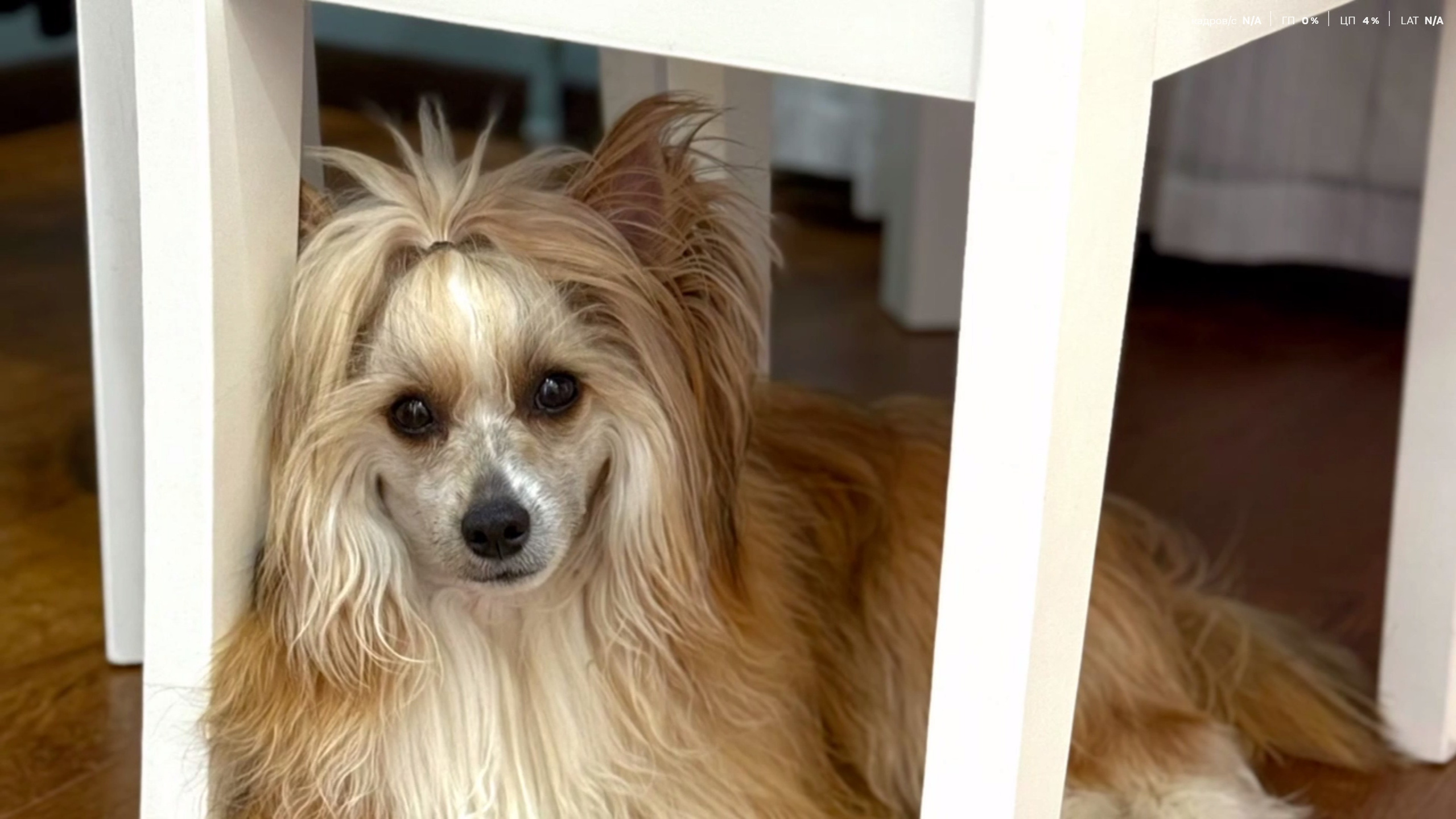 Veles — a year of life in Arkhangelsk. Poale Ell Chinese Crested Dog Kennel: Buy a puppy from the kennel