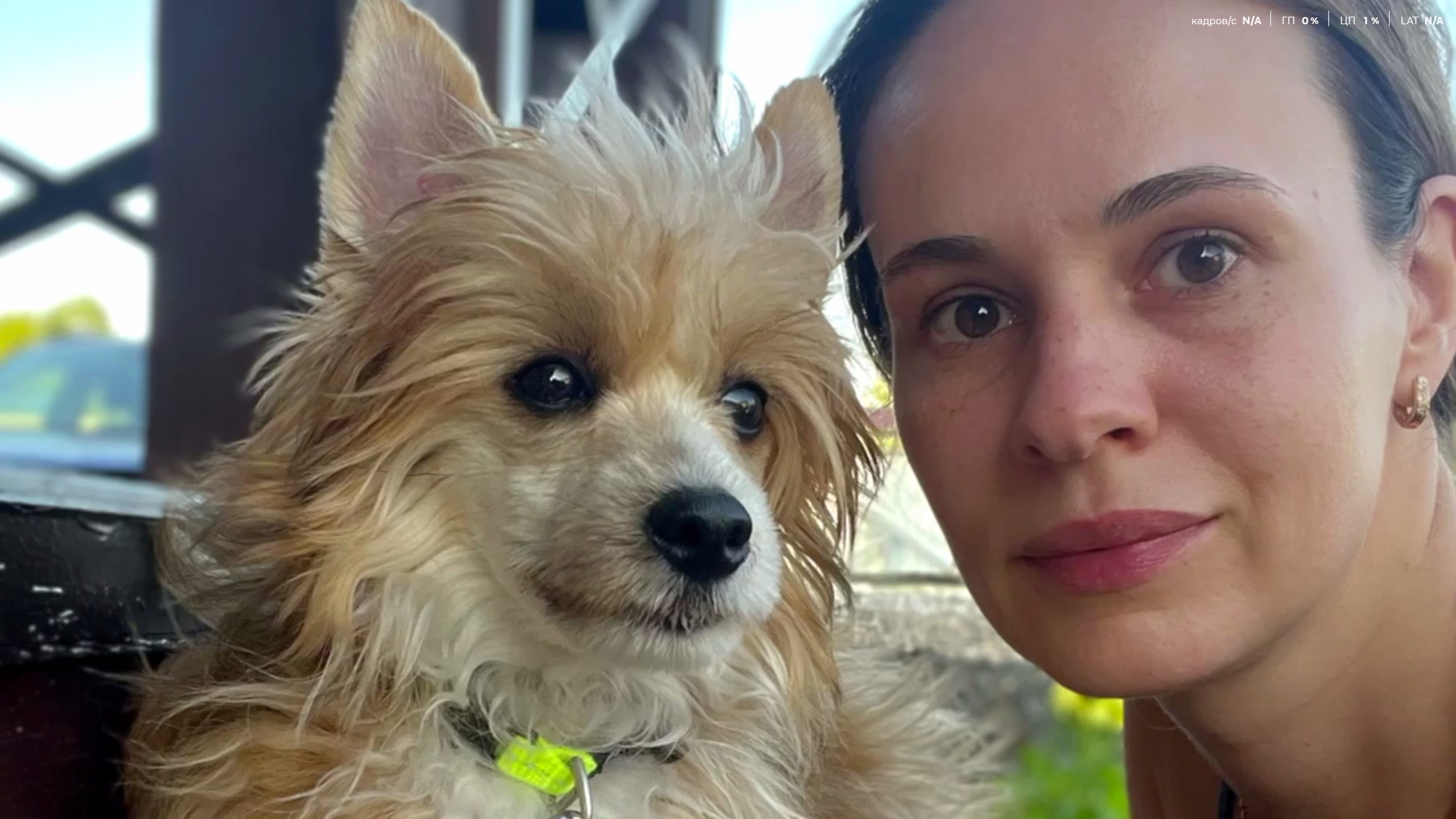 Veles — a year of life in Arkhangelsk. Poale Ell Chinese Crested Dog Kennel: Buy a puppy from the kennel