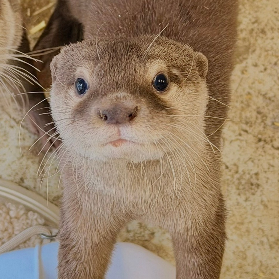 Более 50 видов животных и млекопитающих в зоопарке «Лесная Братва». Капибара, тапир, альпака, мохнатая корова, верблюд. Зоопарк уникальных животных Лесная братва