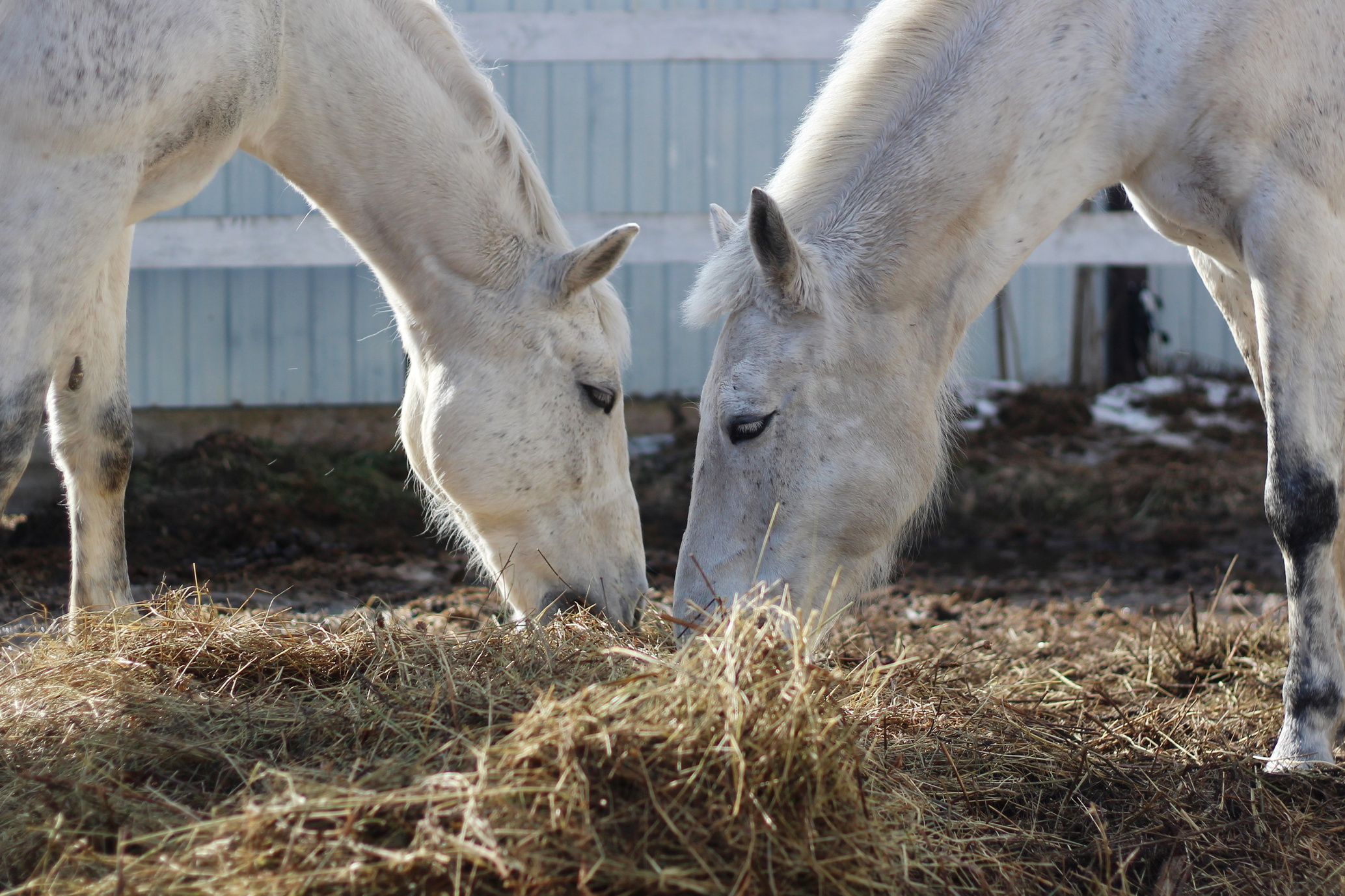 Контакты. КСК Тагир