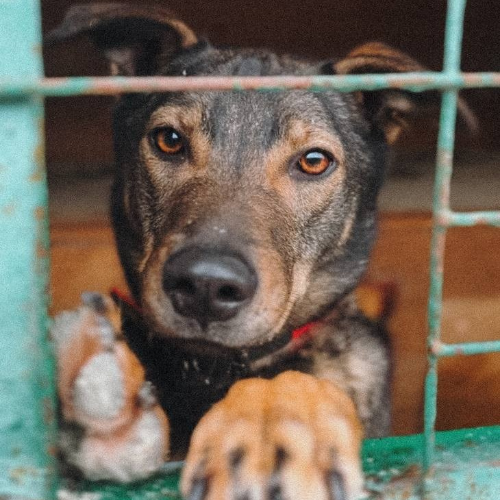 Забери домой друга