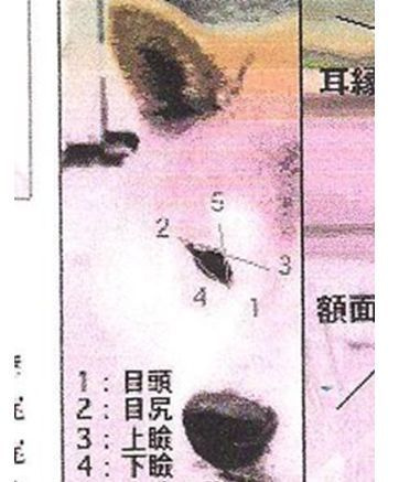 Standart. AMERICAN AKITA RUBYLIGHT KENNEL I SHIBA-INU