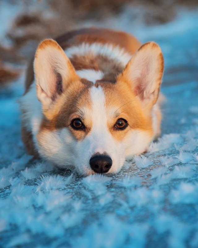 Лучшие трюки собак для фотосессии. Фотограф собак в Москве и Московской области Иванушкина Мария