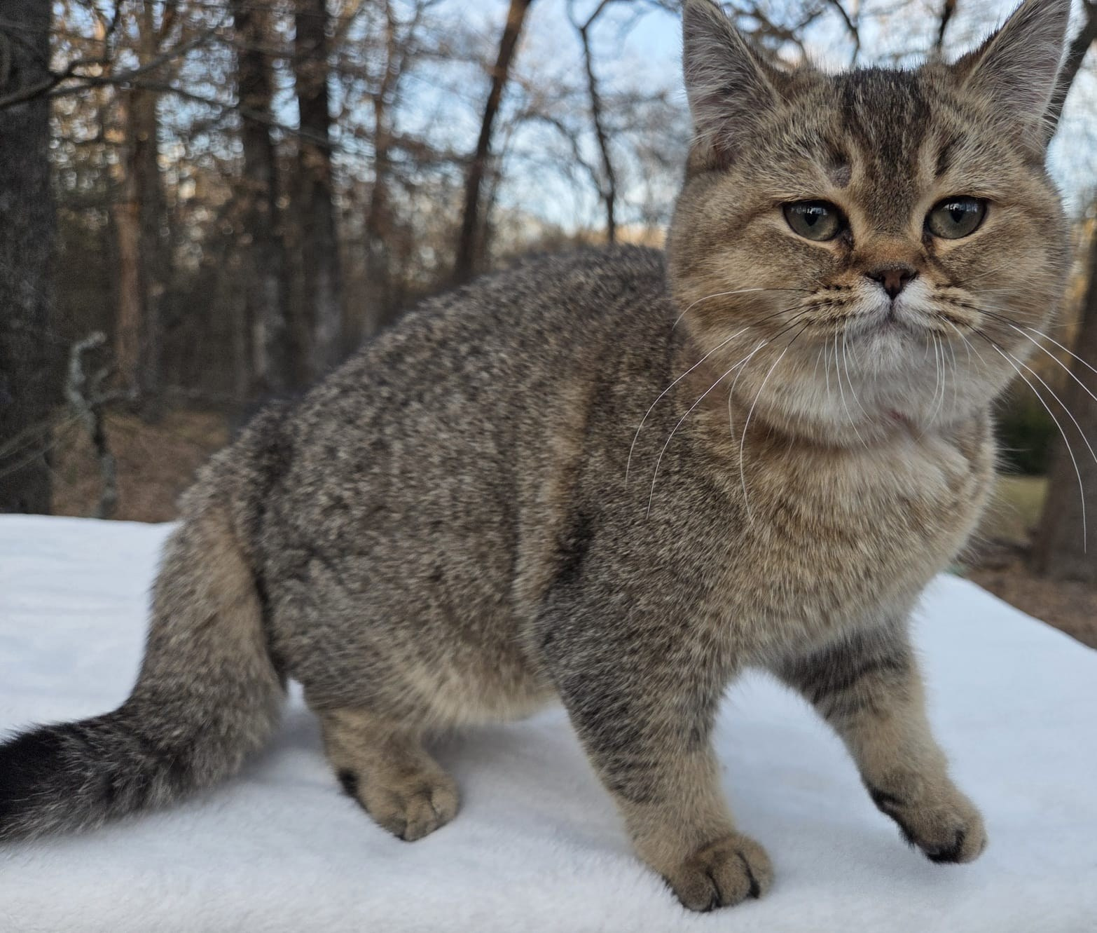 British shorhair Cats