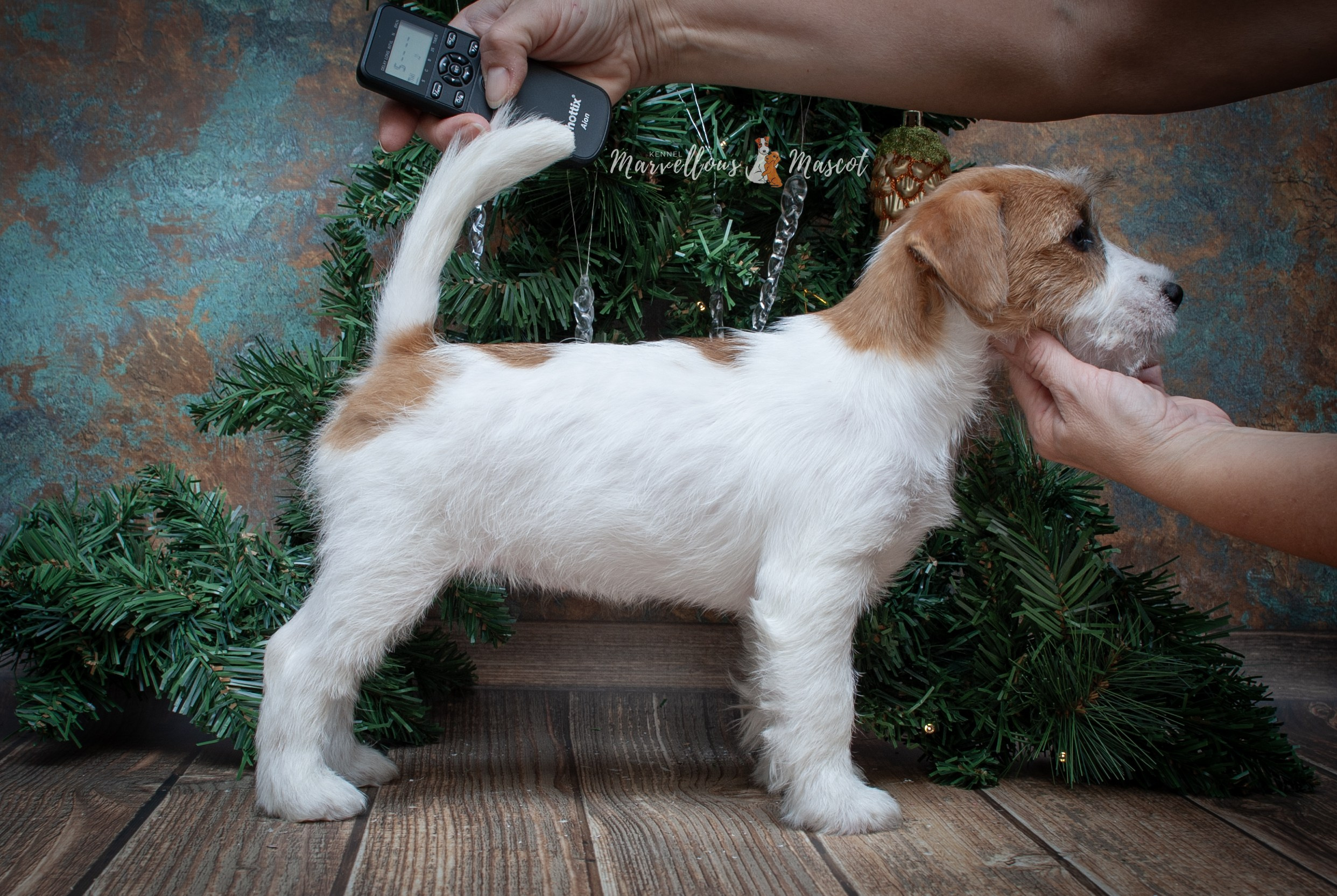 ЩЕНКИ ИЗ ДРУЖЕСТВЕННЫХ ПИТОМНИКОВ. CANE MAESTRO — kennel Jack Russell Terrier