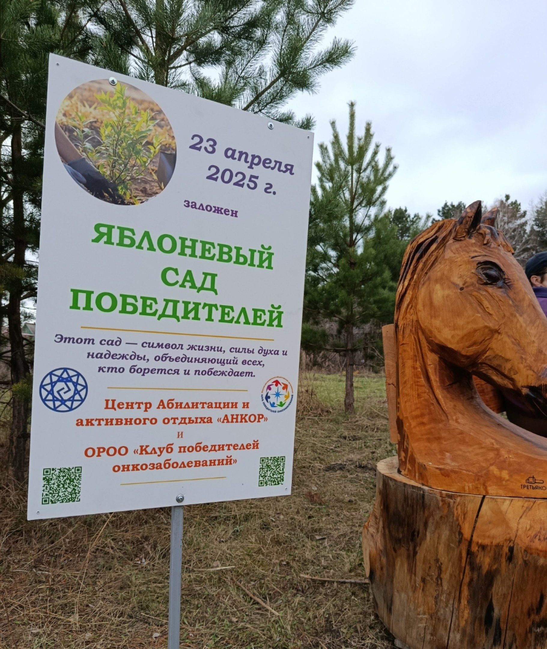 Яблоневый сад «Победителей» в Омске!. Конные прогулки в клубе «Анкор» — Омск