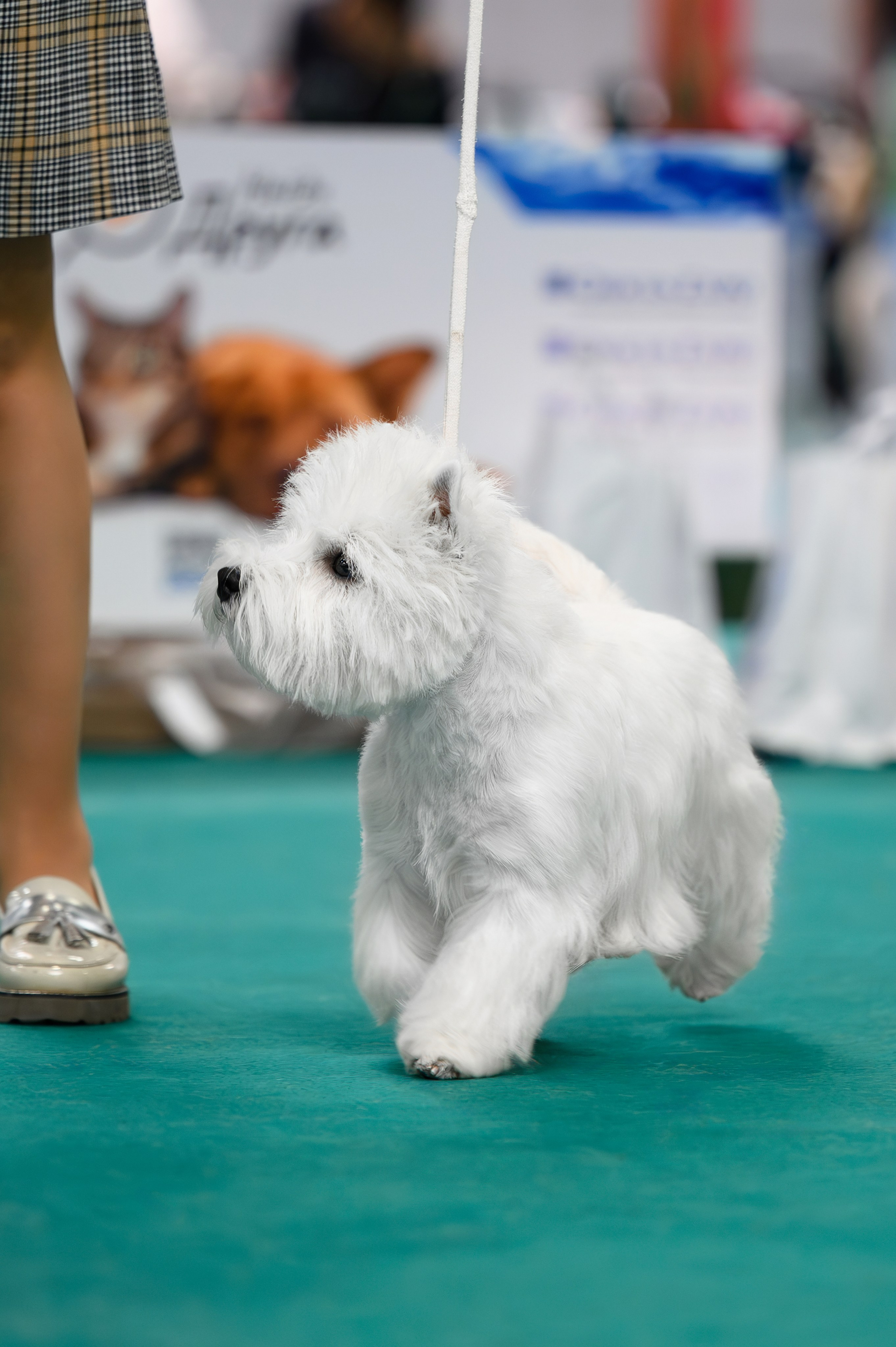 Выставка с международной экспертизой «Летний Кубок Москвы». Питомник собак породы вест хайленд вайт терьер в Москве