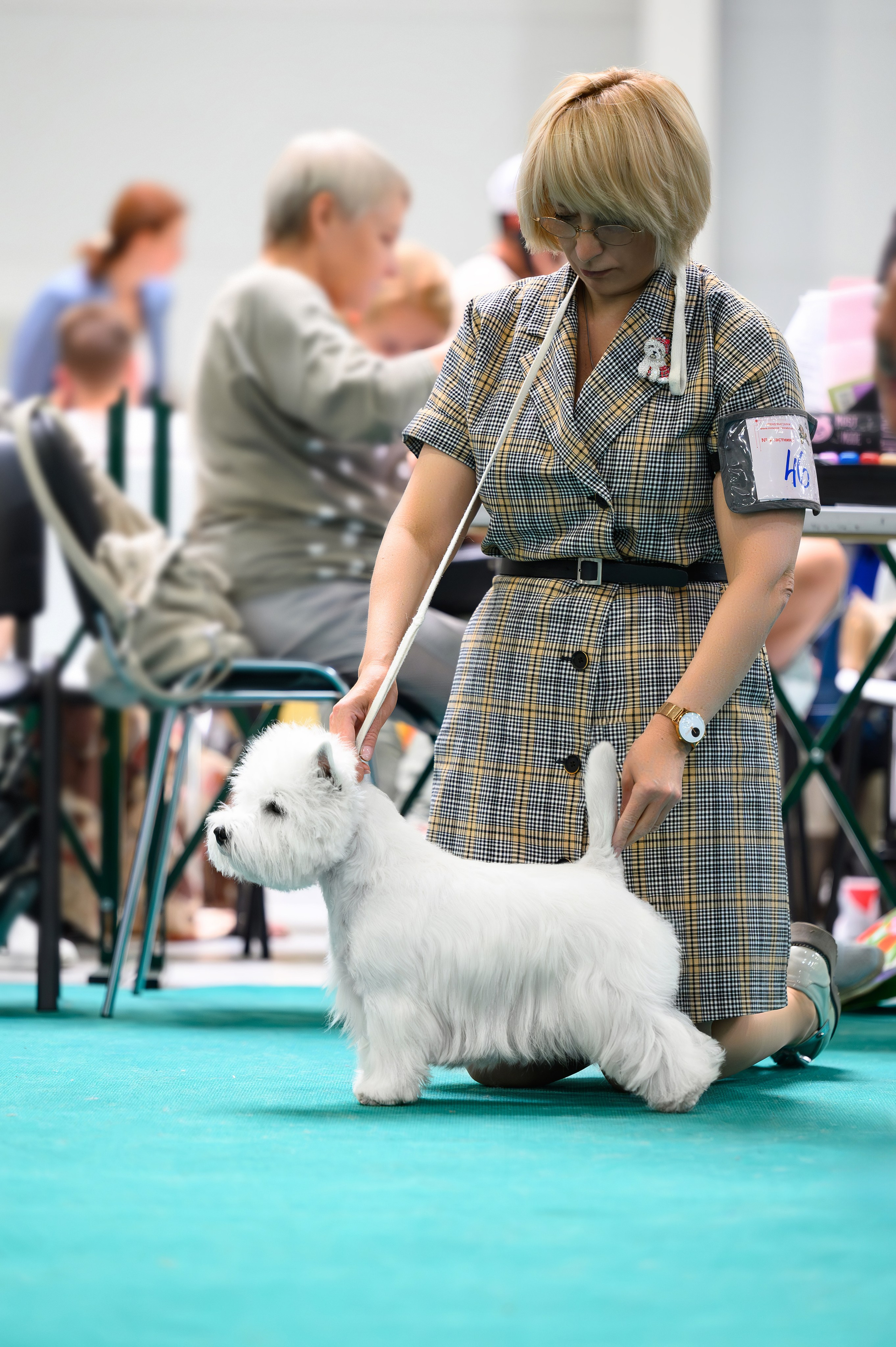 Выставка с международной экспертизой «Летний Кубок Москвы». Питомник собак породы вест хайленд вайт терьер в Москве